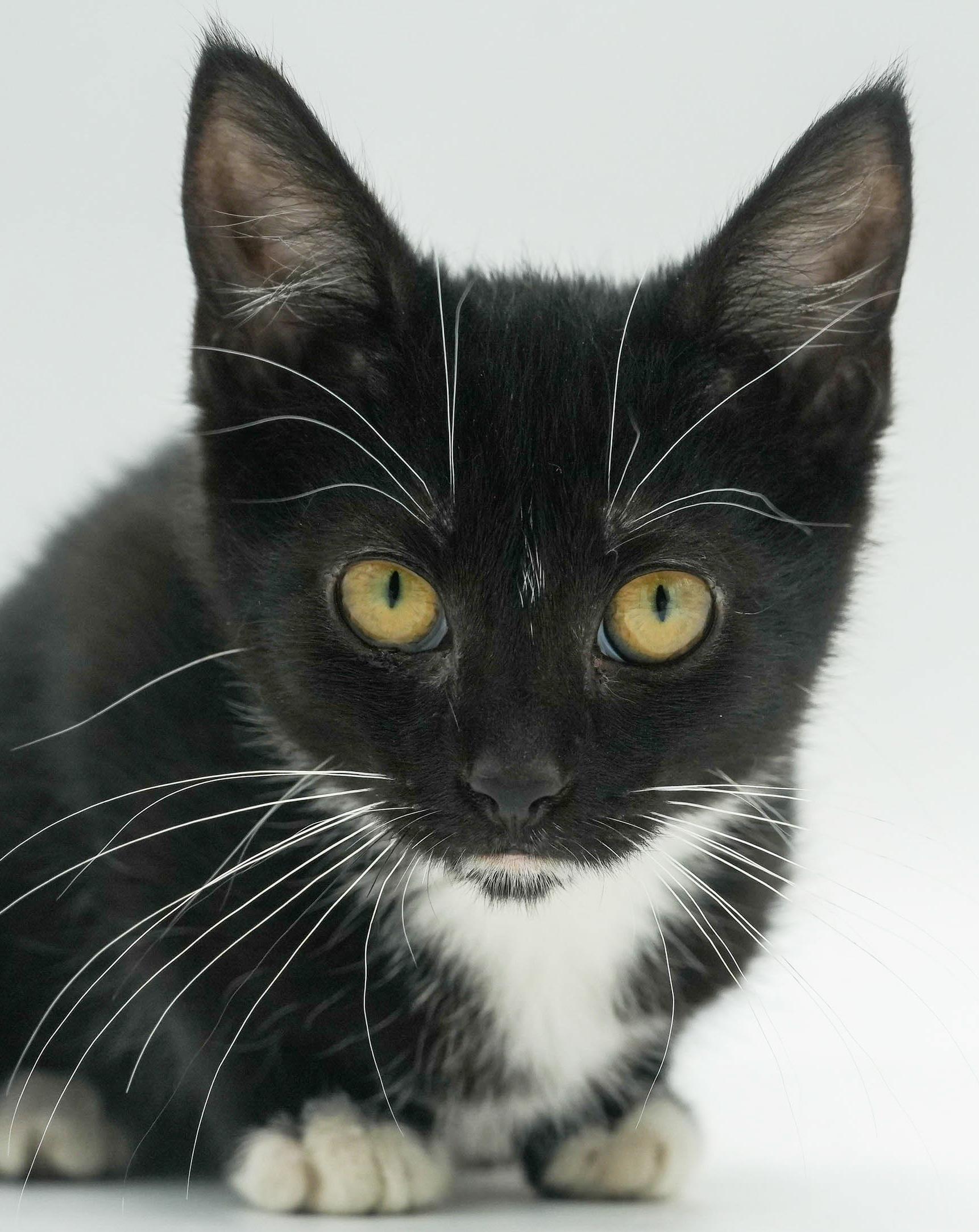 Tillie is a TEENY tiny treasure!  Lil' tuxie petite girl!  THERAPY SWEET