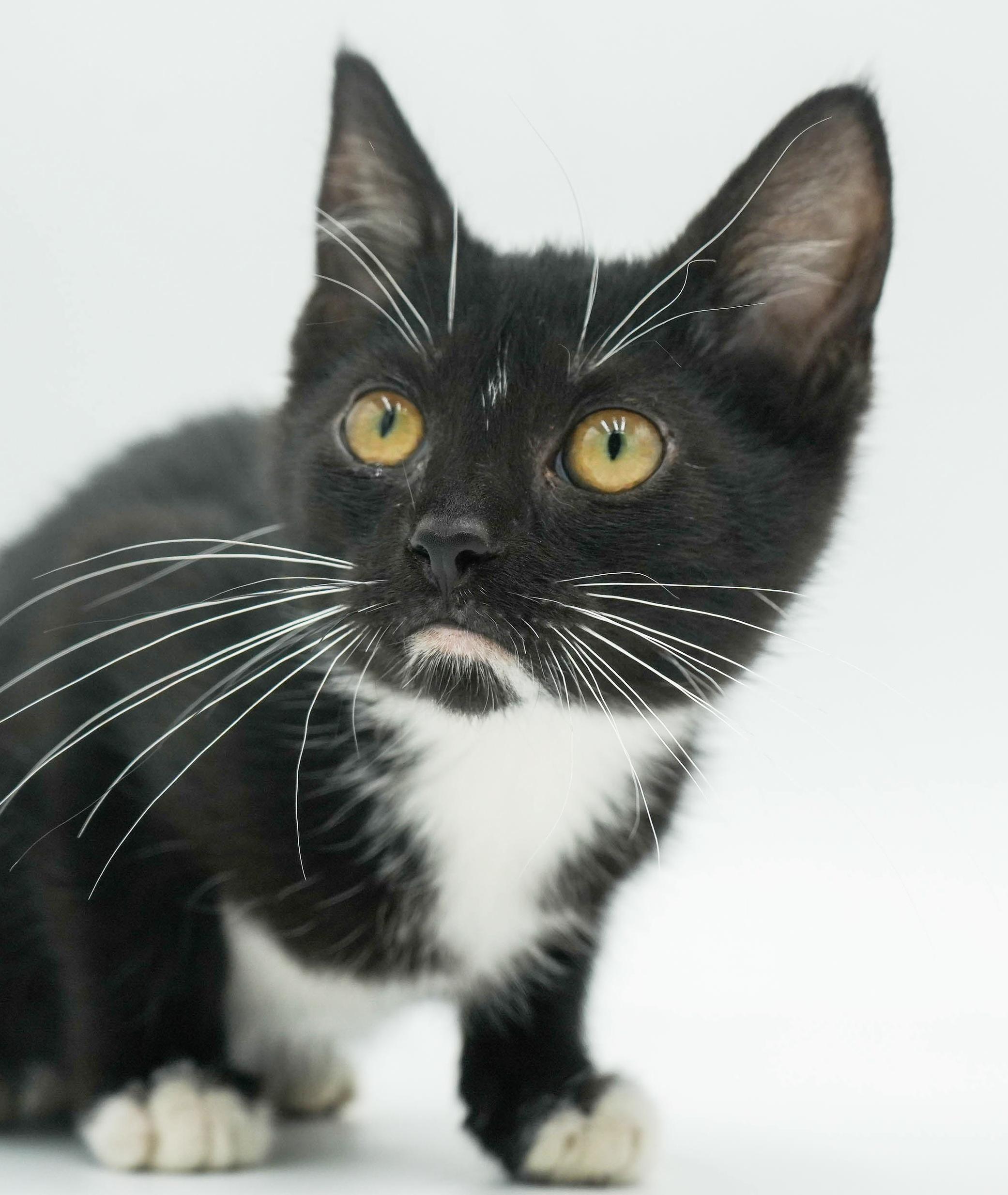 Tillie is a TEENY tiny treasure!  Lil' tuxie petite girl!  THERAPY SWEET