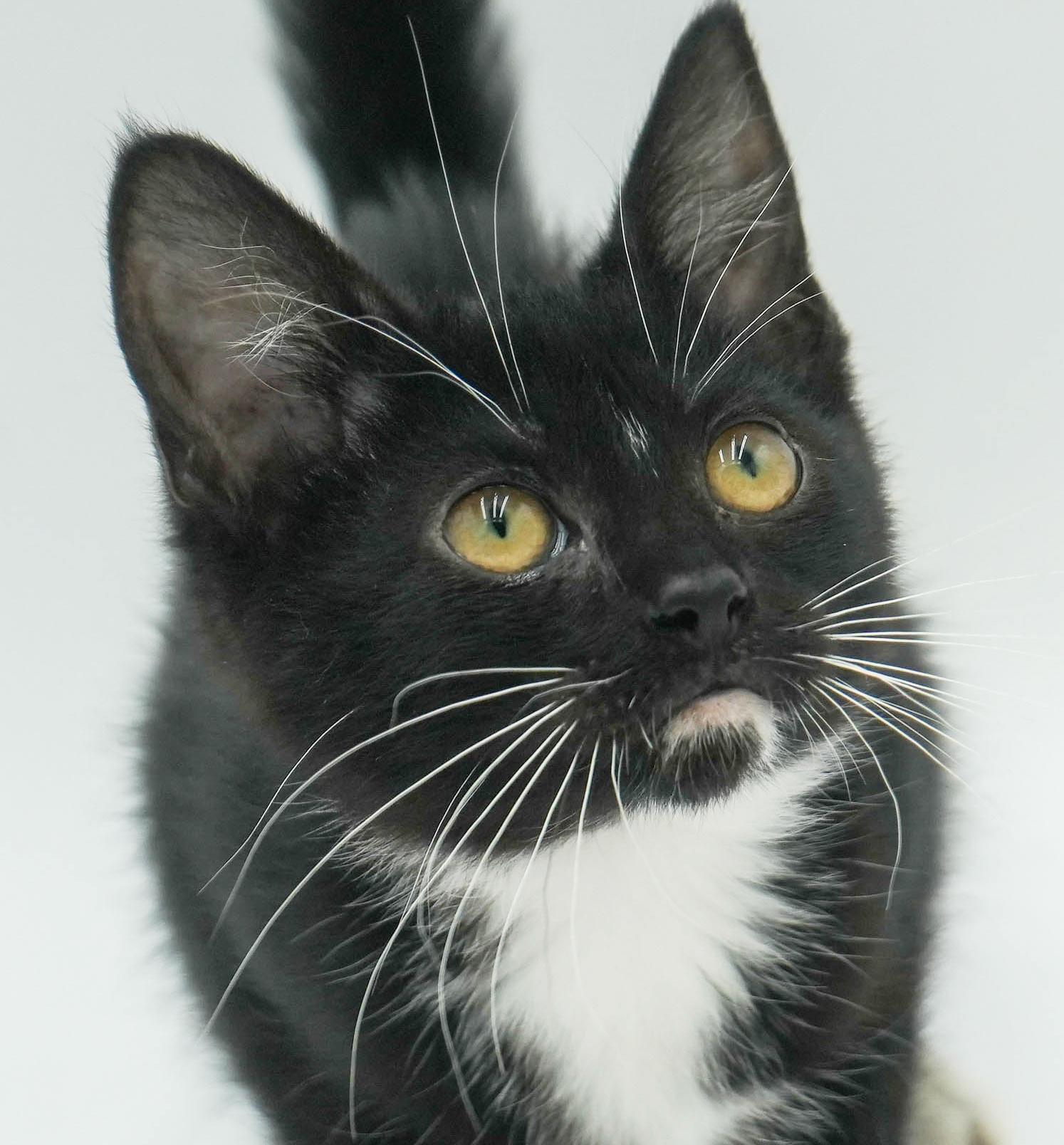 Tillie is a TEENY tiny treasure!  Lil' tuxie petite girl!  THERAPY SWEET