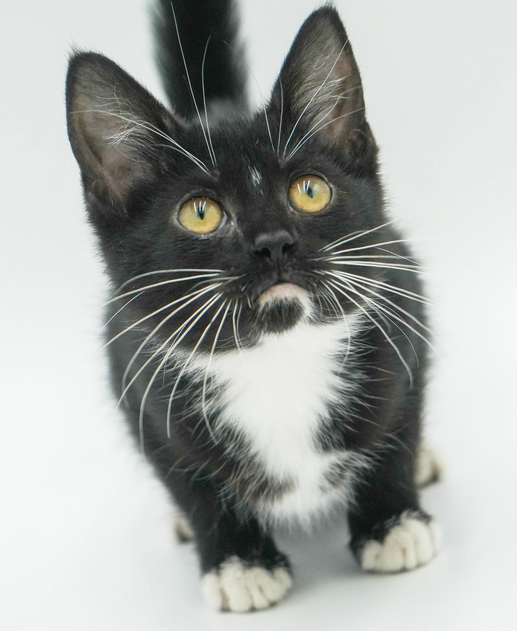 Tillie is a TEENY tiny treasure!  Lil' tuxie petite girl!  THERAPY SWEET