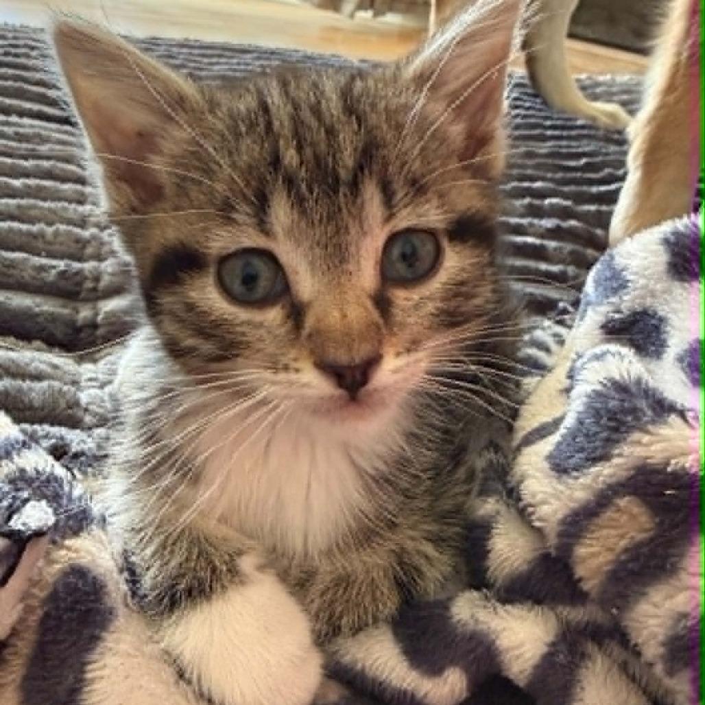 Socks, a Adoptable Domestic Short Hair in Amarillo, TX image 3/6