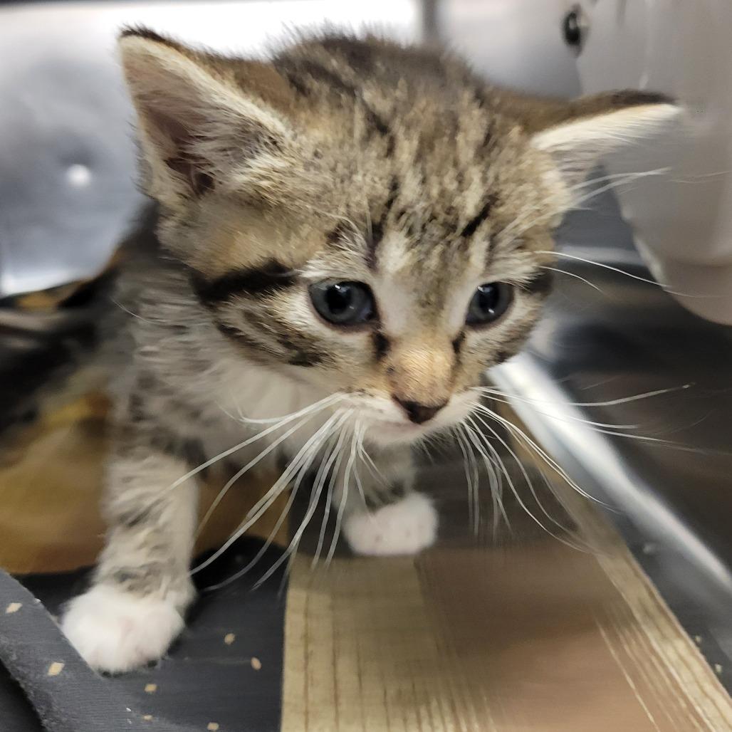 Socks, a Adoptable Domestic Short Hair in Amarillo, TX image 5/6