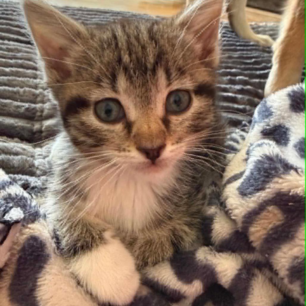 Socks, a Adoptable Domestic Short Hair in Amarillo, TX image 6/6
