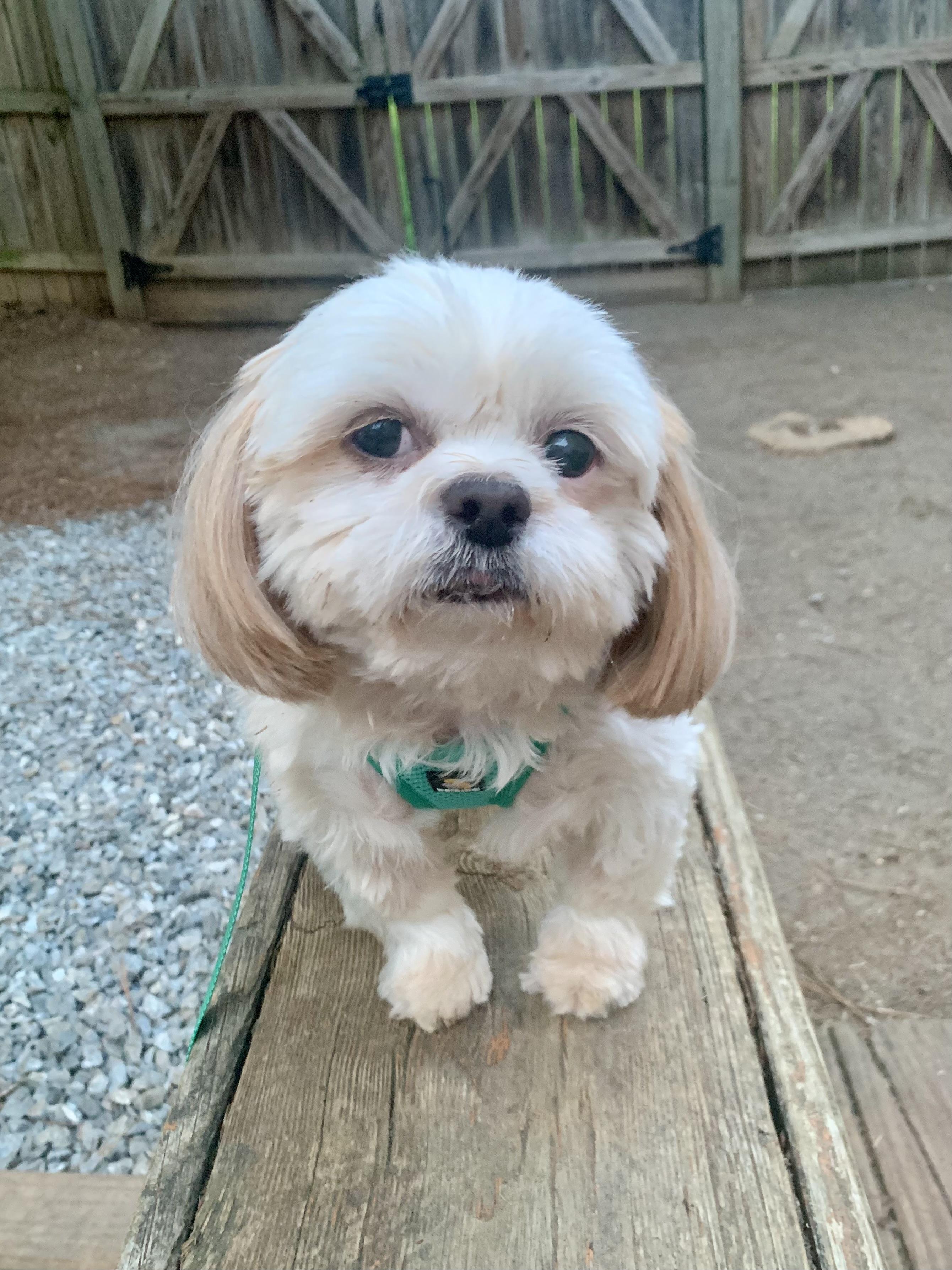 Enlarge Gene, a Adoptable Shih Tzu in Richmond, VA image 1/2