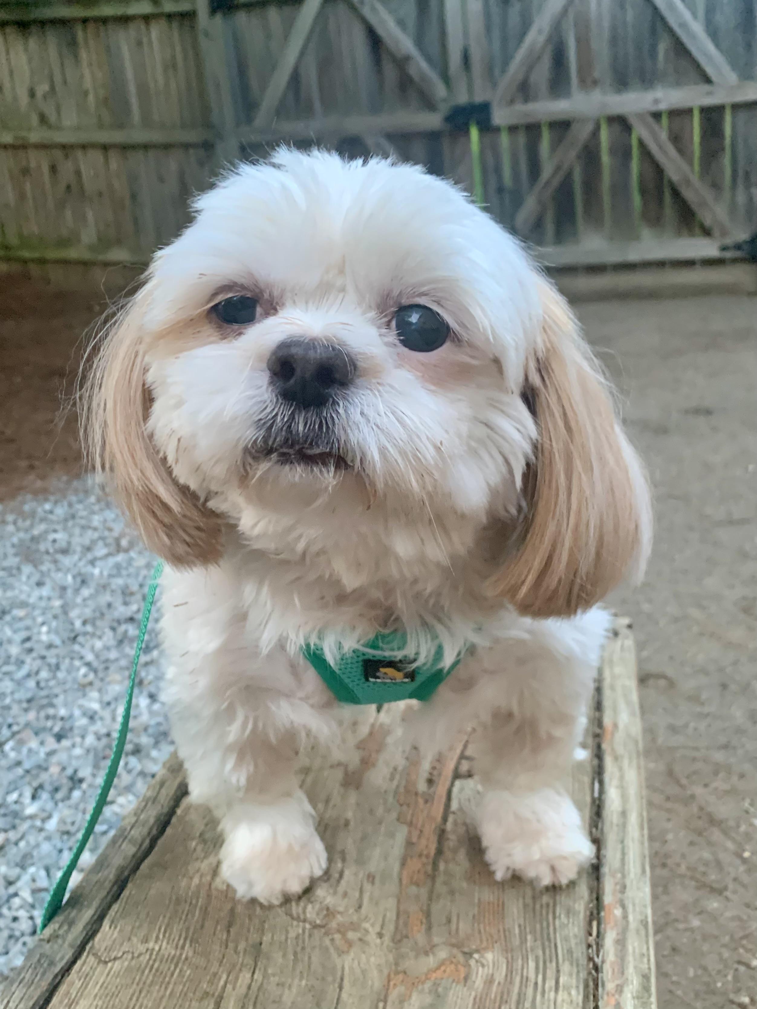 Enlarge Gene, a Adoptable Shih Tzu in Richmond, VA image 2/2