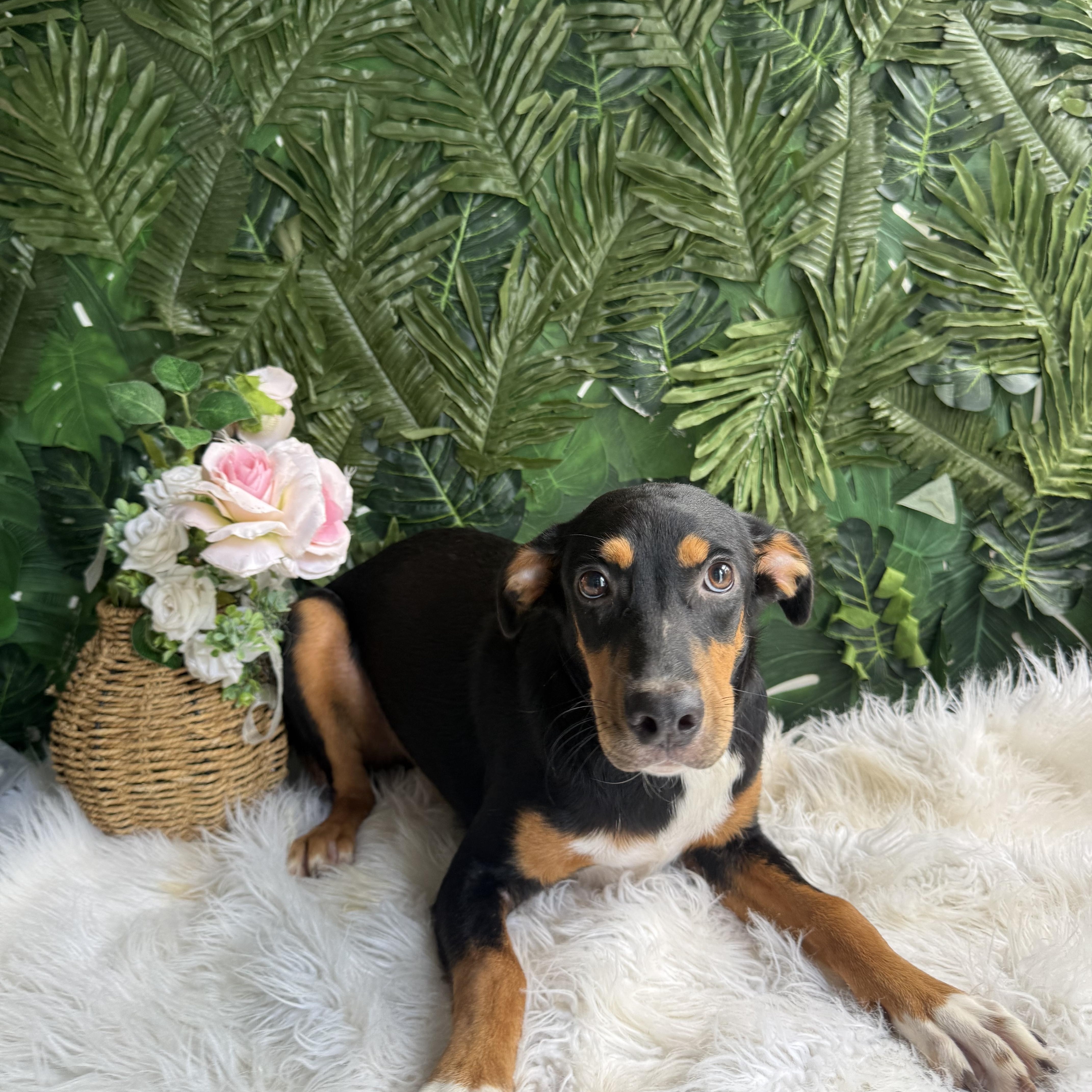 Enlarge Bean, a Adopted Mixed Breed in Etobicoke, ON image 3/3