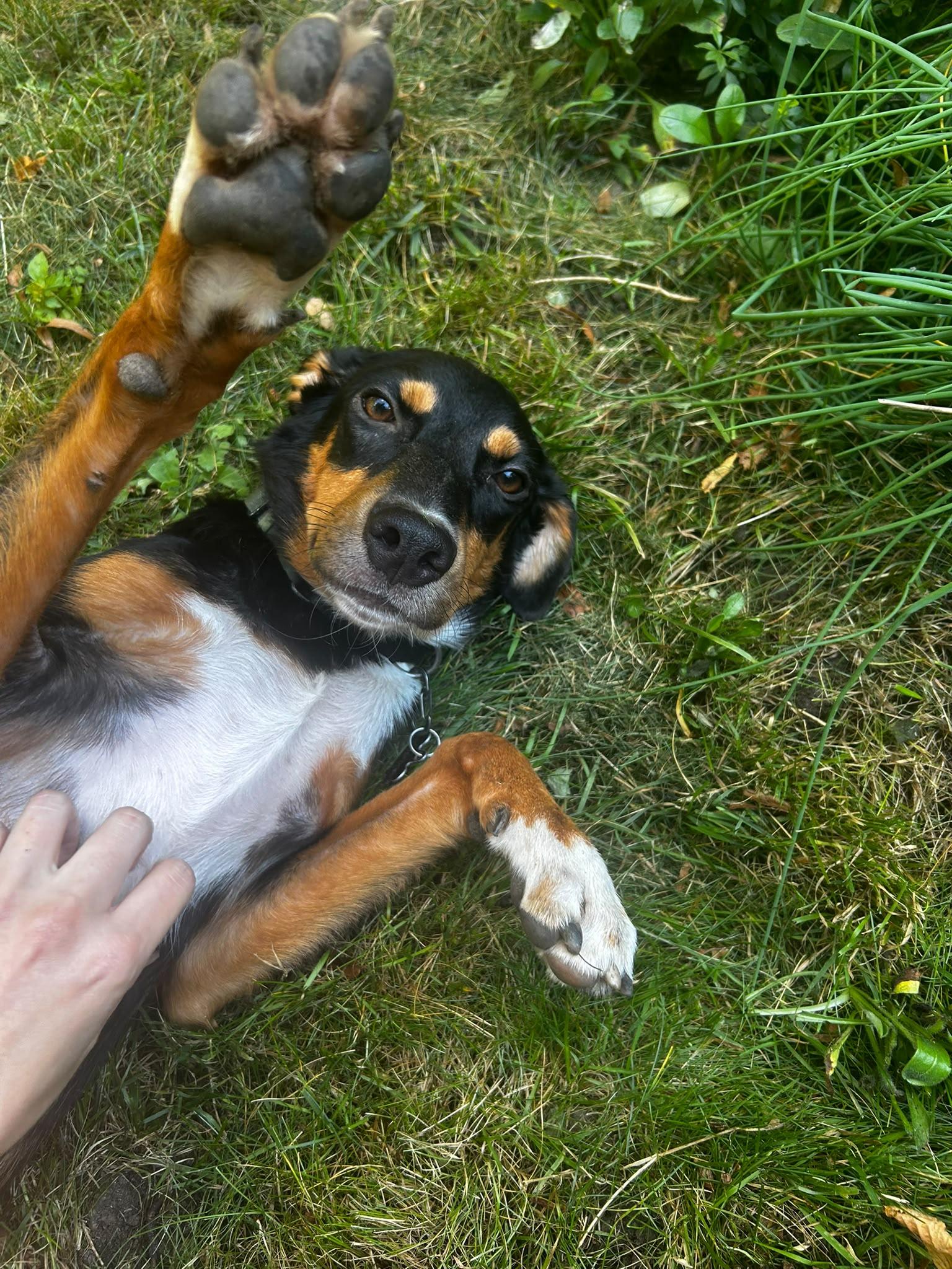 Enlarge Bean, a Adopted Mixed Breed in Etobicoke, ON image 2/3