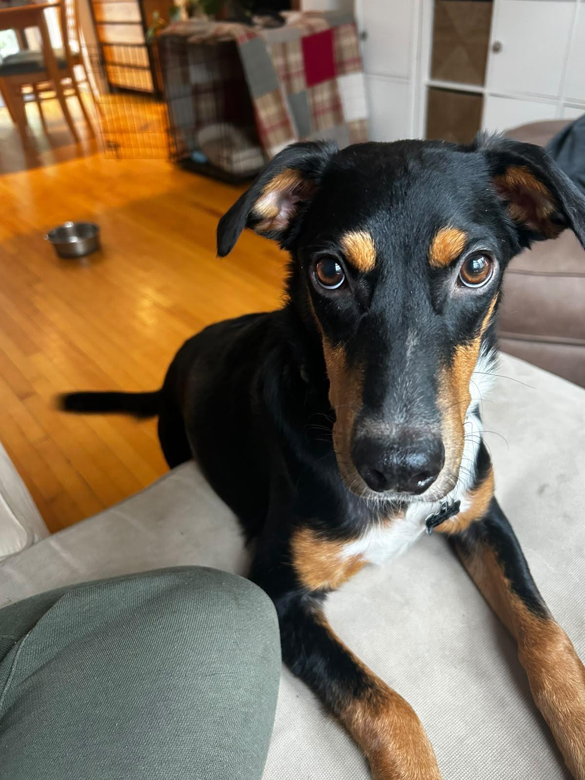 Enlarge Bean, a Adopted Mixed Breed in Etobicoke, ON image 1/3
