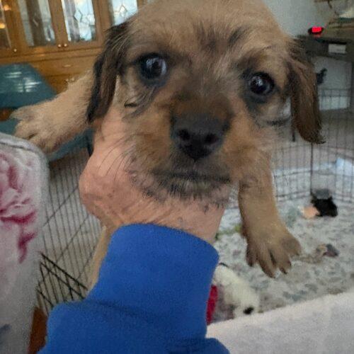 Turkey, Adoptable, Puppy Male Chihuahua & Mixed Breed.