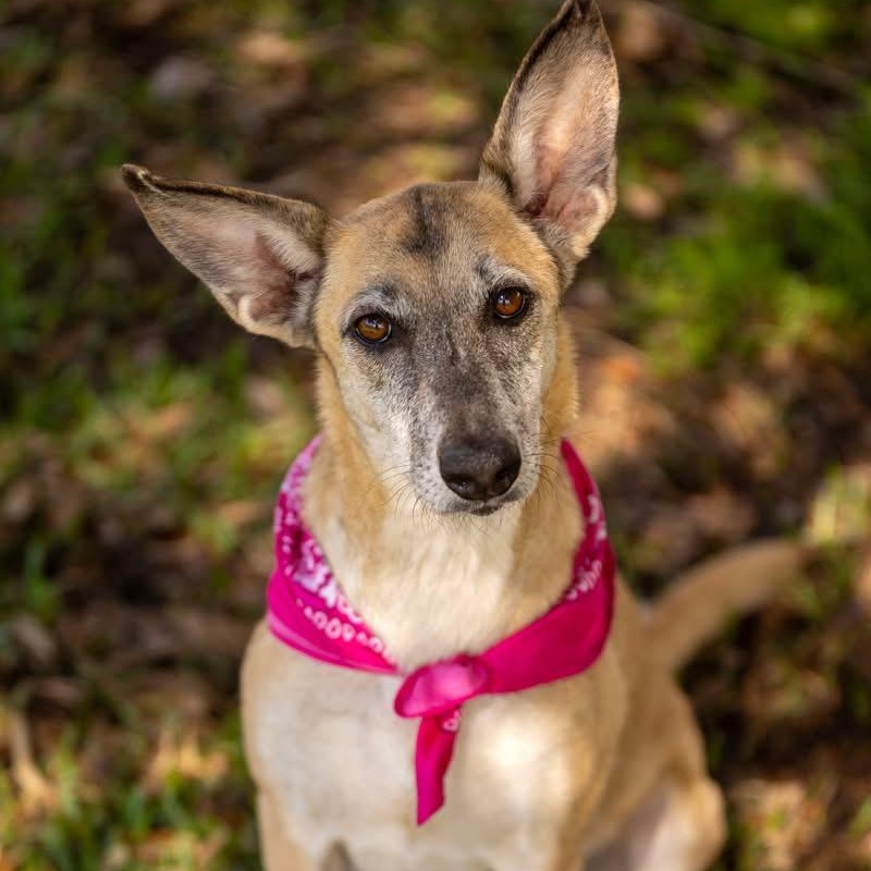Enlarge Freya, a ADOPTABLE mixed breed in Barkhamsted, CT image 3/5