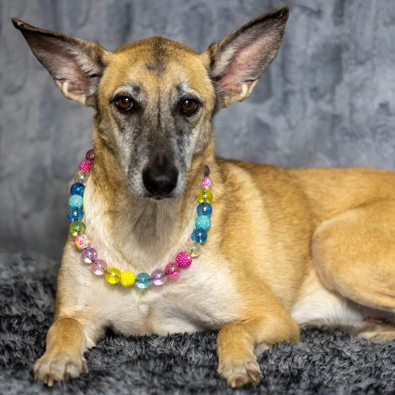 Enlarge Freya, a ADOPTABLE mixed breed in Barkhamsted, CT image 1/5