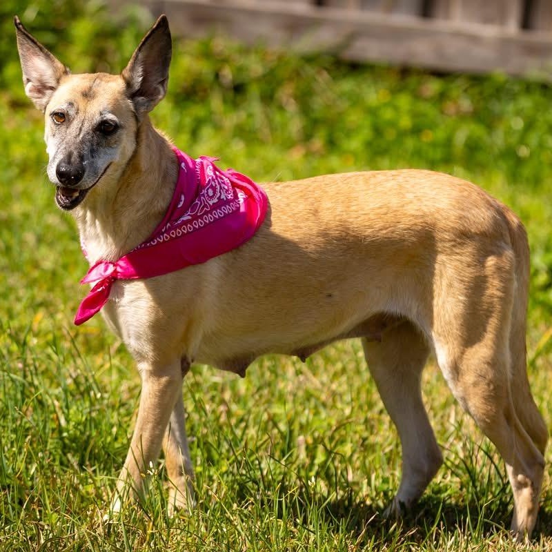 Enlarge Freya, a ADOPTABLE mixed breed in Barkhamsted, CT image 5/5