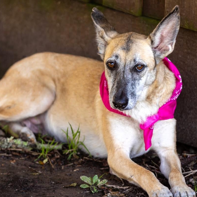 Enlarge Freya, a ADOPTABLE mixed breed in Barkhamsted, CT image 4/5