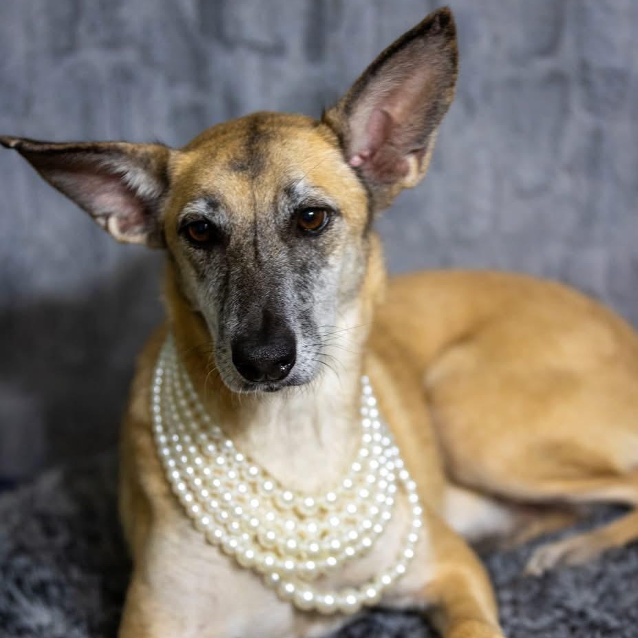 Enlarge Freya, a ADOPTABLE mixed breed in Barkhamsted, CT image 2/5