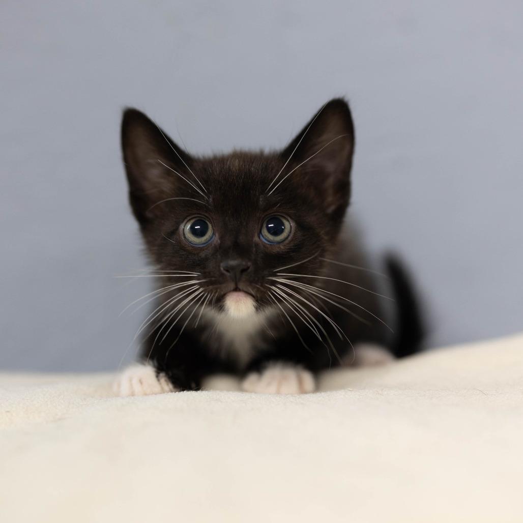 Enlarge Talley, a Adoptable Domestic Short Hair in Talbott, TN image 2/2