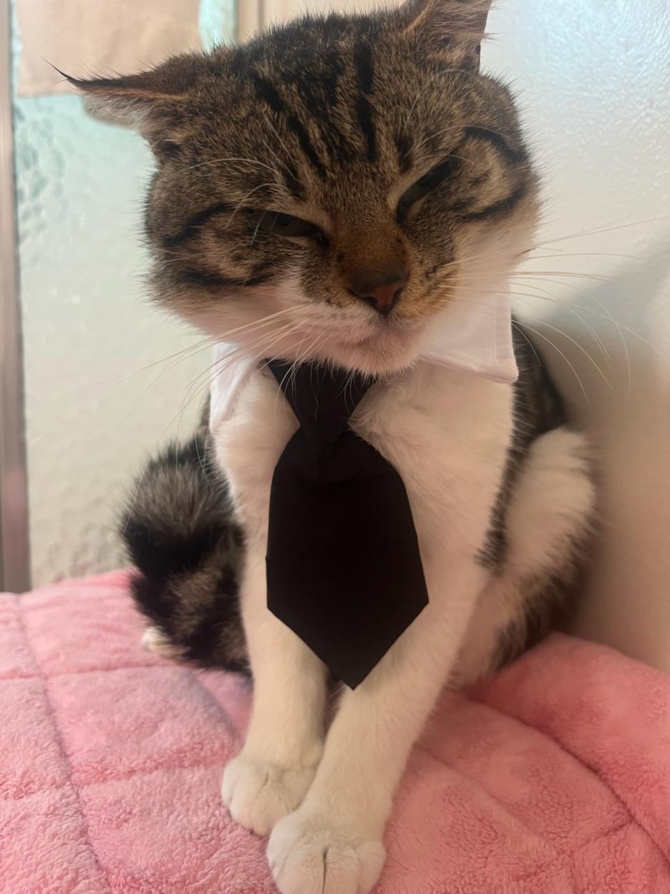 Enlarge Max, a ADOPTABLE Domestic Short Hair in Mission Hills, CA image 3/6