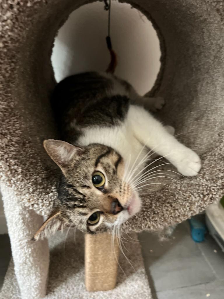 Max, ADOPTABLE, Young Male Domestic Short Hair.