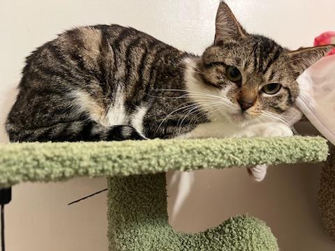Enlarge Max, a ADOPTABLE Domestic Short Hair in Mission Hills, CA image 4/6