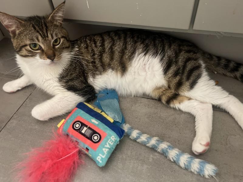 Enlarge Max, a ADOPTABLE Domestic Short Hair in Mission Hills, CA image 5/6