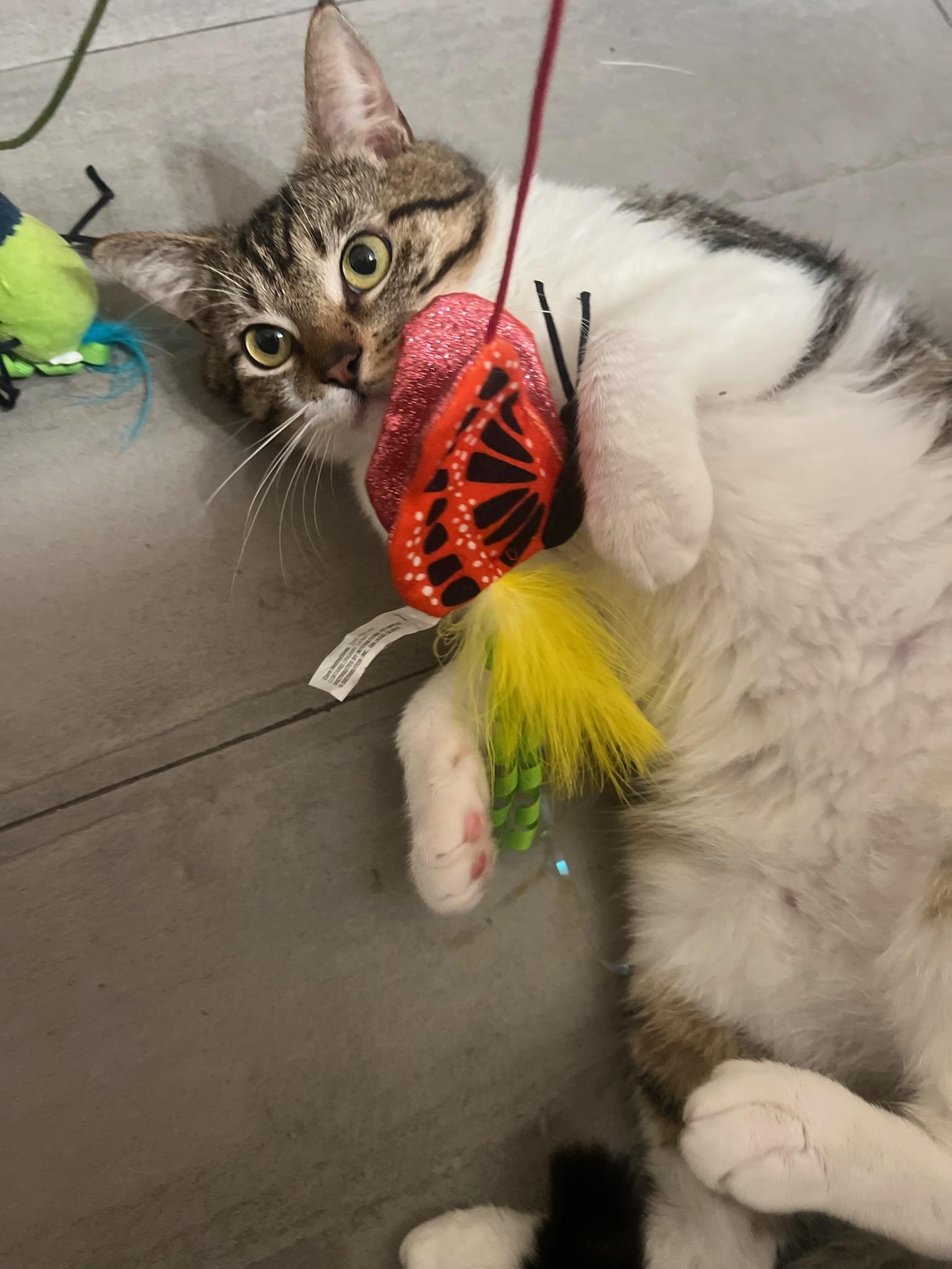 Max, ADOPTABLE, Young Male Domestic Short Hair.