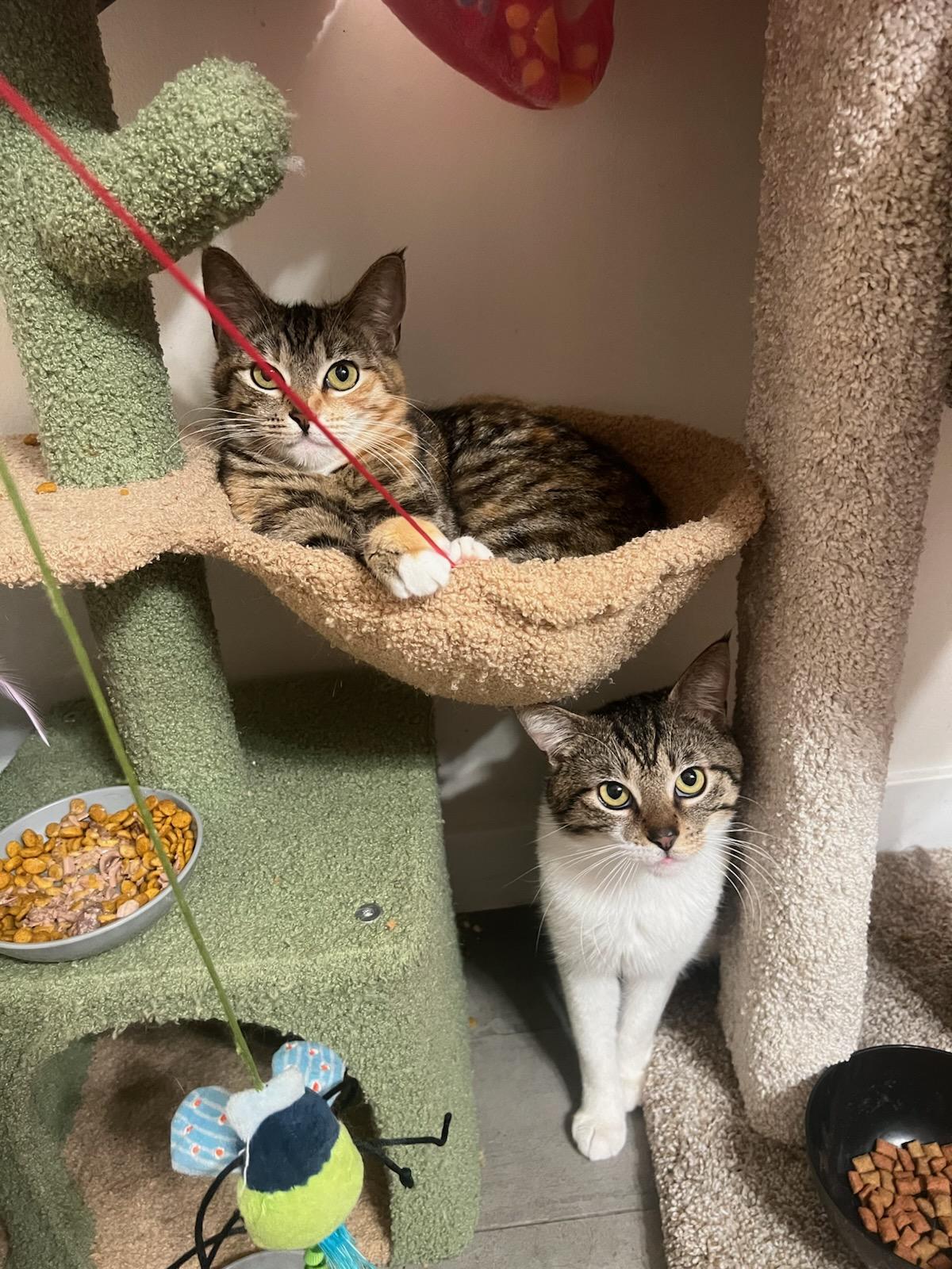 Enlarge Max, a ADOPTABLE Domestic Short Hair in Mission Hills, CA image 2/6