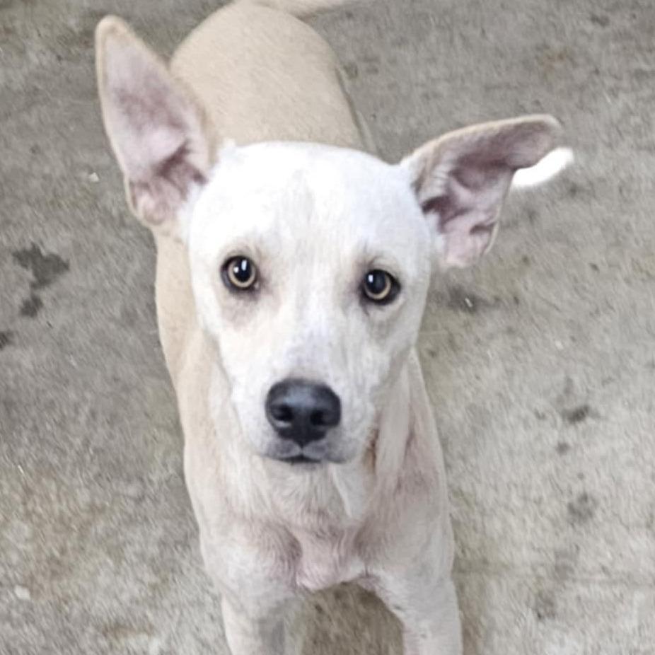 Enlarge Humphrey, a Adoptable mixed breed in Waggaman, LA image 1/3