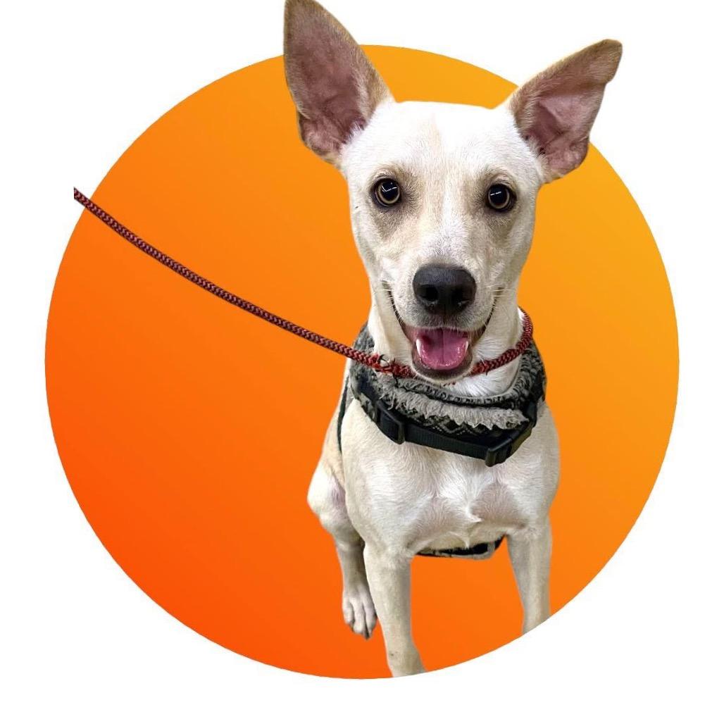 Enlarge Humphrey, a Adoptable mixed breed in Waggaman, LA image 2/3