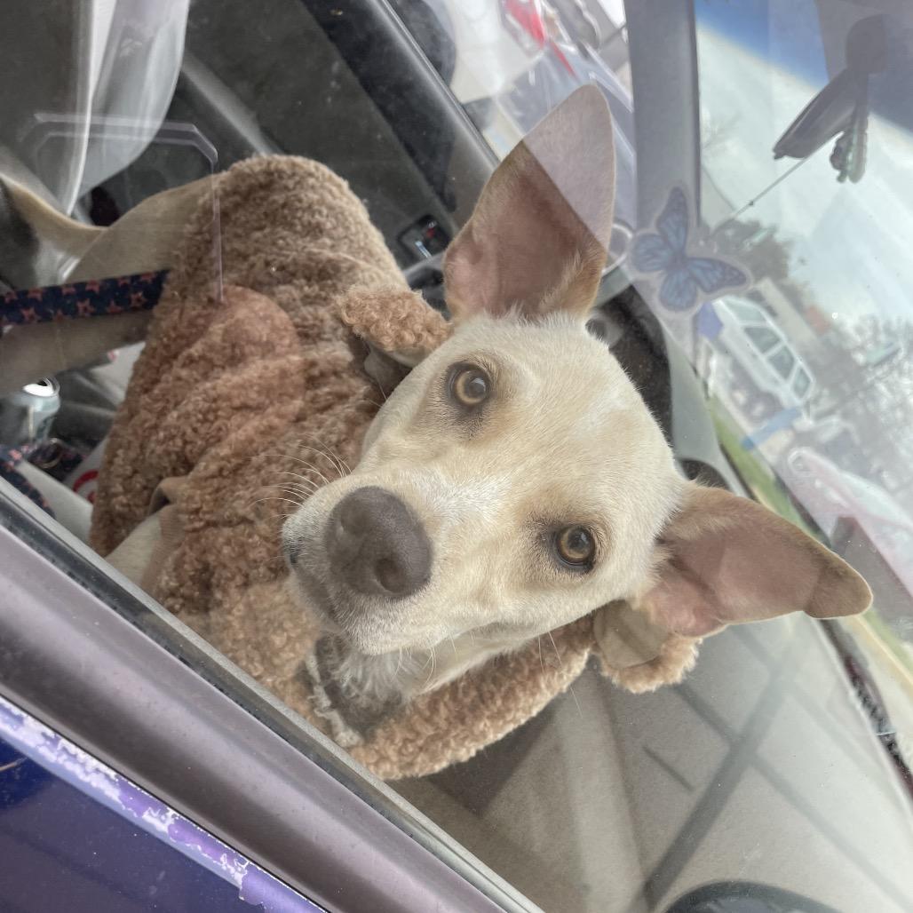 Enlarge Humphrey, a Adoptable mixed breed in Waggaman, LA image 3/3