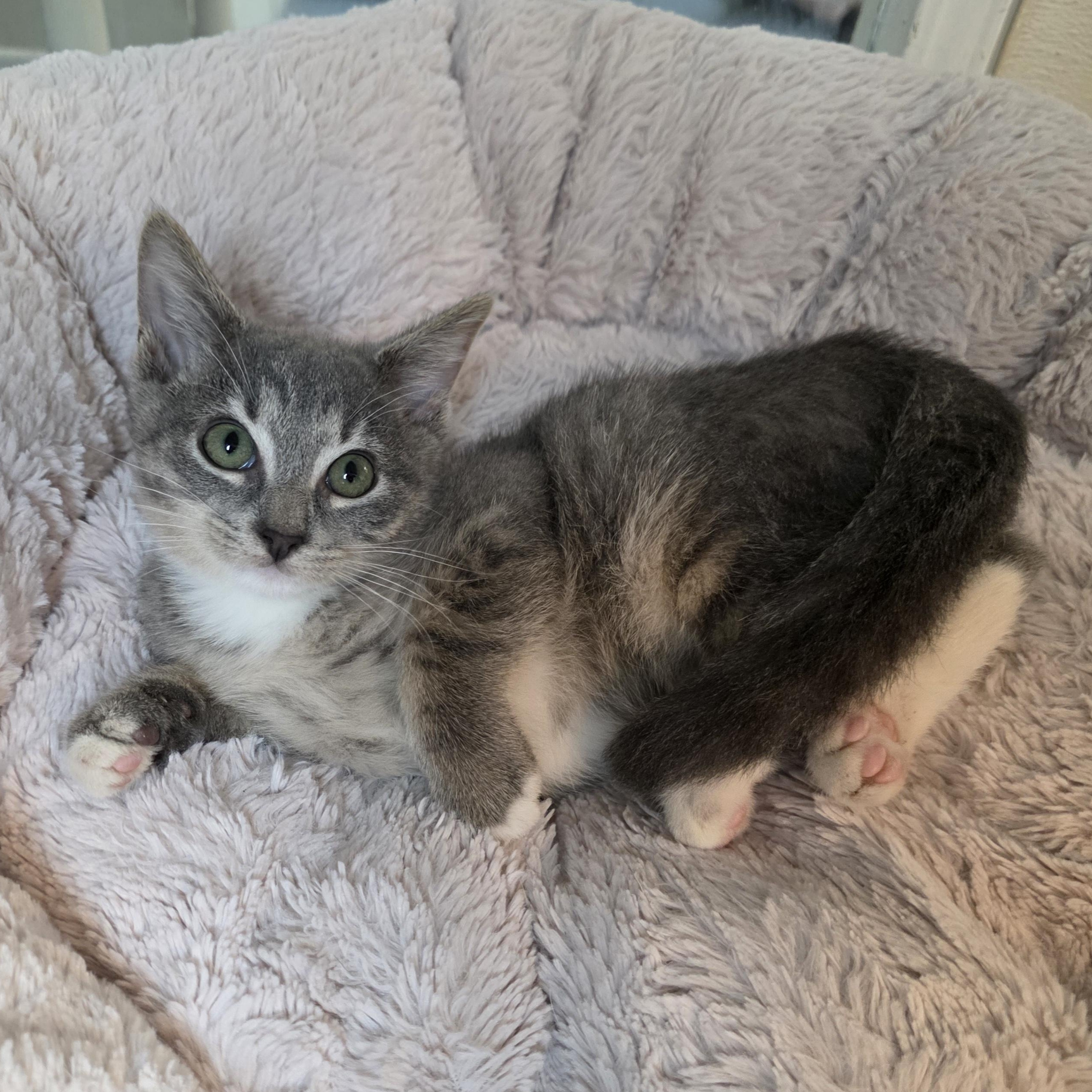 Enlarge Diamond, a Adoptable mixed breed in Greensboro, NC image 5/6