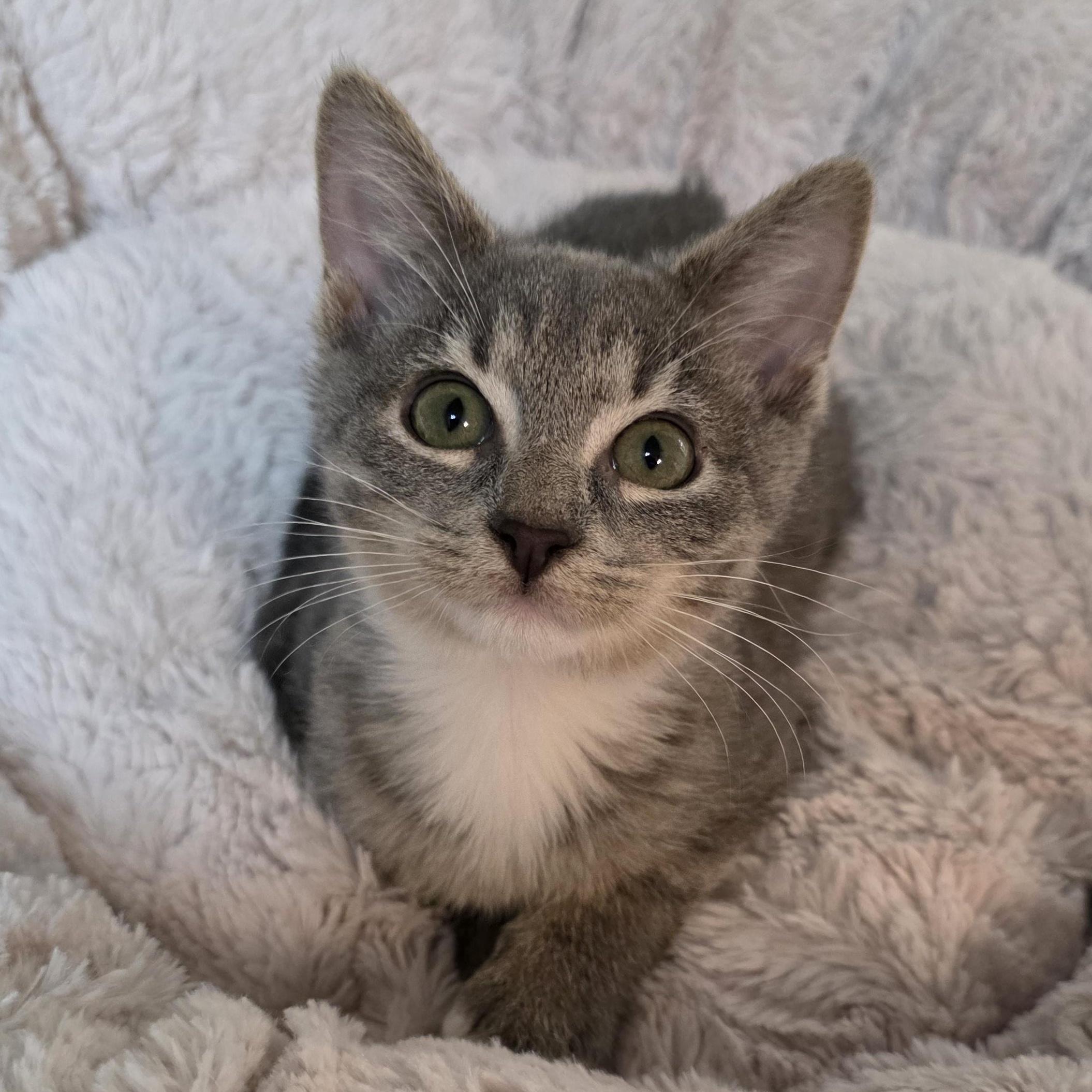 Enlarge Diamond, a Adoptable mixed breed in Greensboro, NC image 6/6