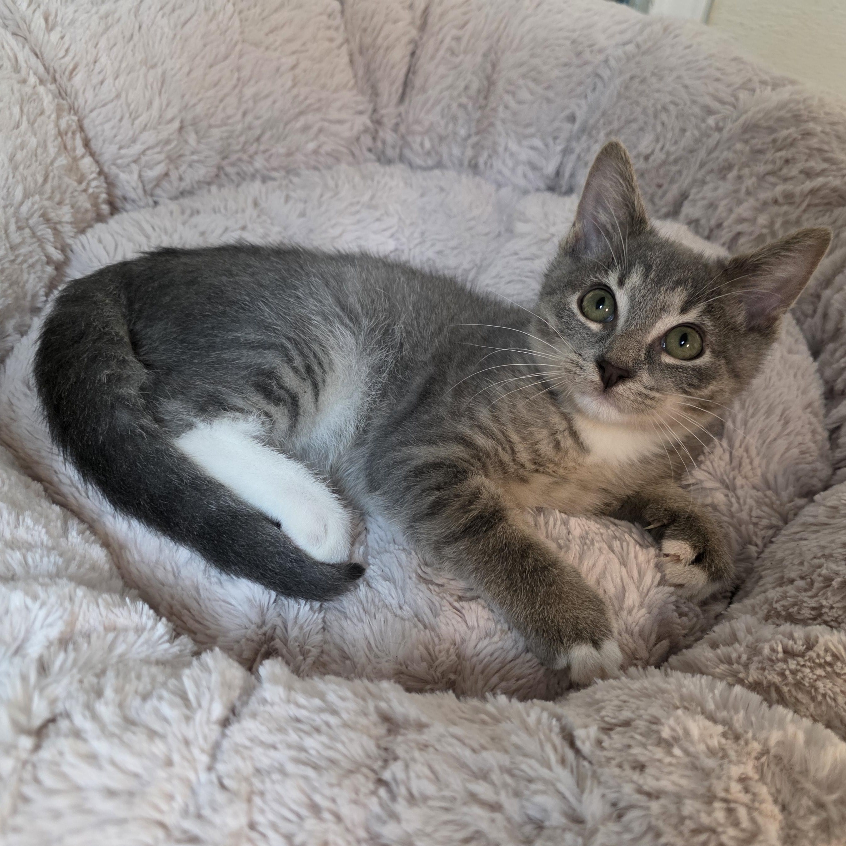 Enlarge Diamond, a Adoptable mixed breed in Greensboro, NC image 2/6