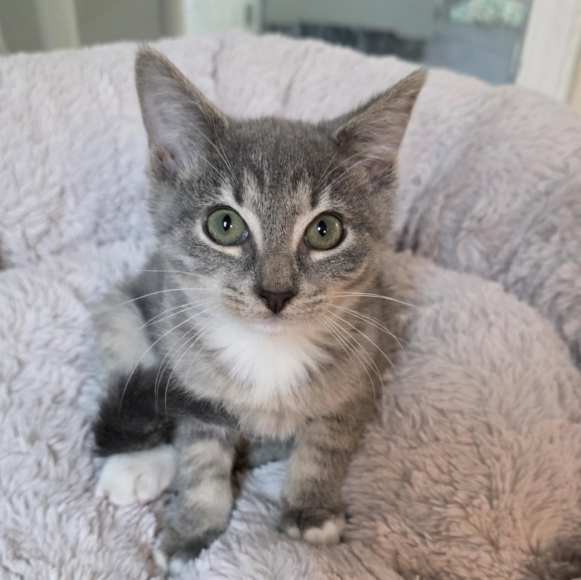 Enlarge Diamond, a Adoptable mixed breed in Greensboro, NC image 3/6