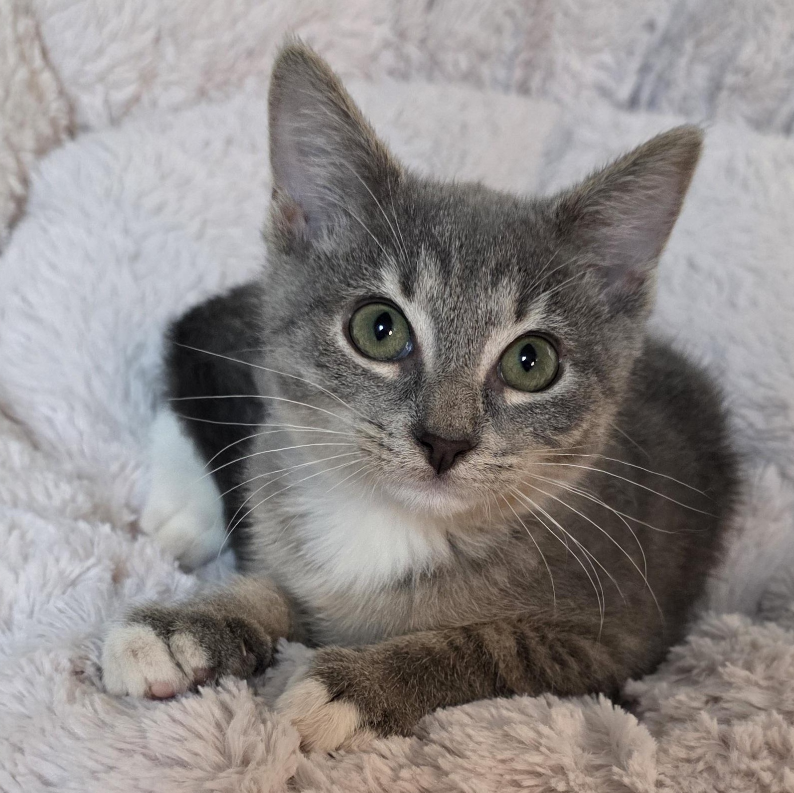 Diamond, Adoptable, Young Male Tabby & Domestic Short Hair.