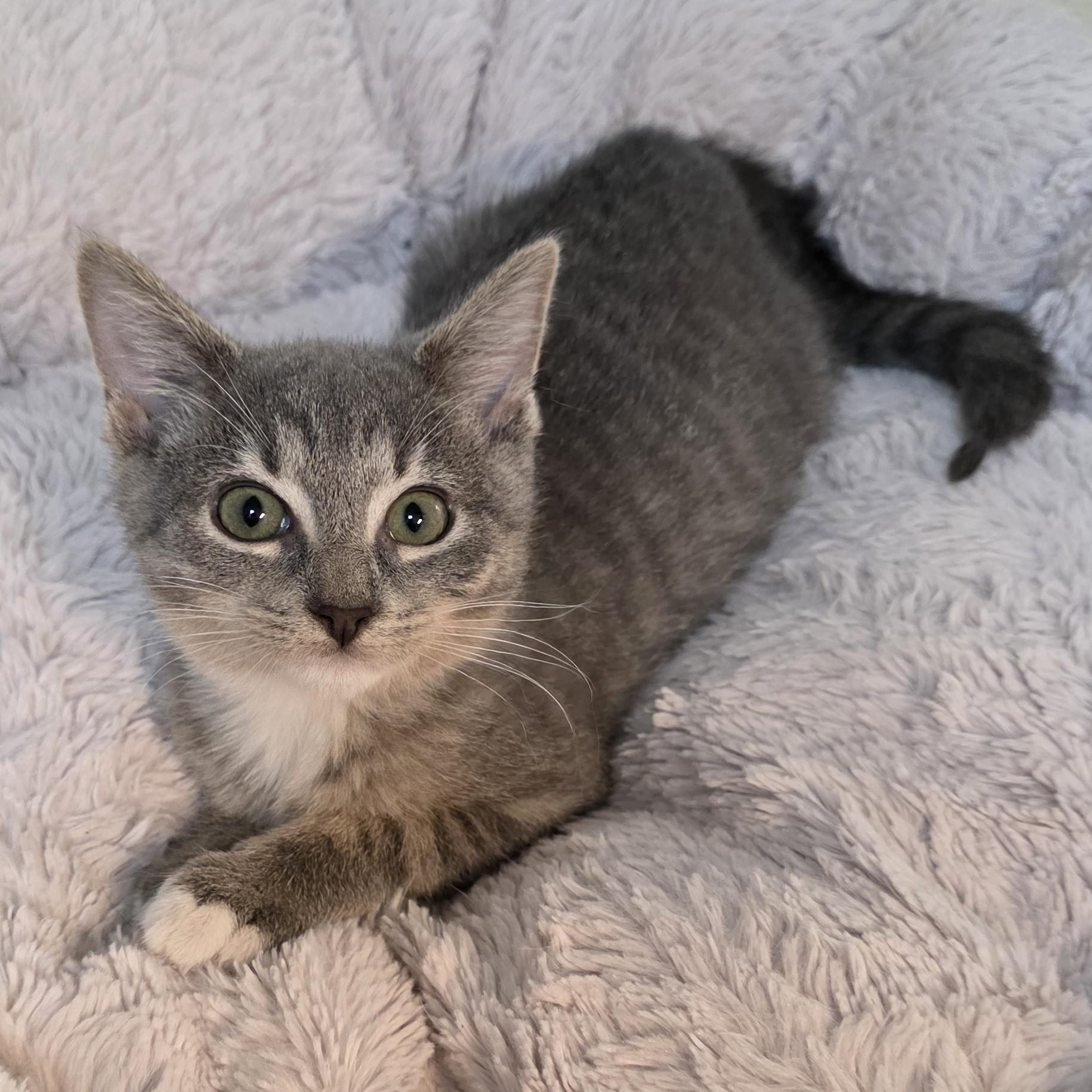 Enlarge Diamond, a Adoptable mixed breed in Greensboro, NC image 4/6