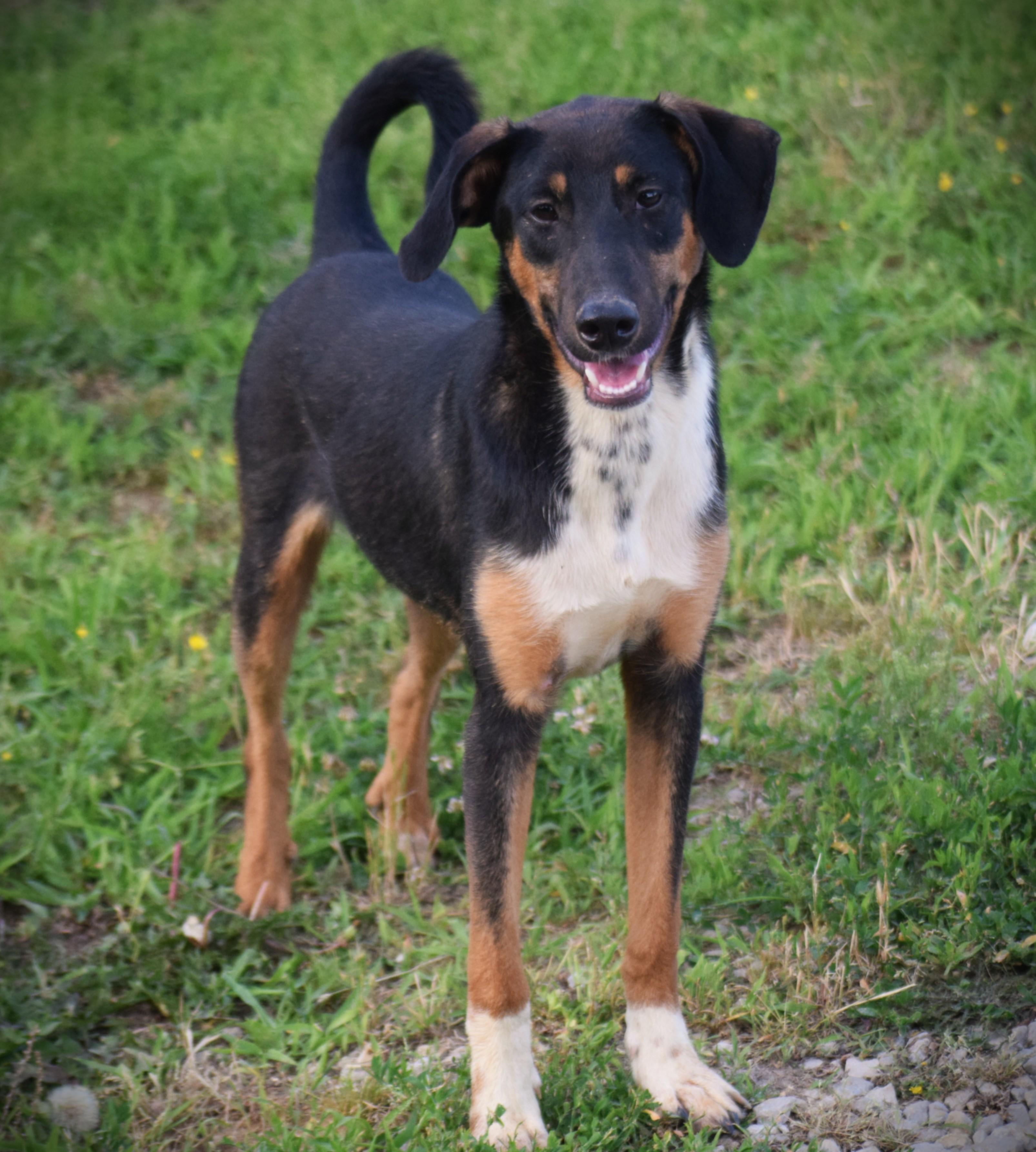 Enlarge Archie-Mr Congeniality, a ADOPTABLE mixed breed in Rockport, IN image 4/5