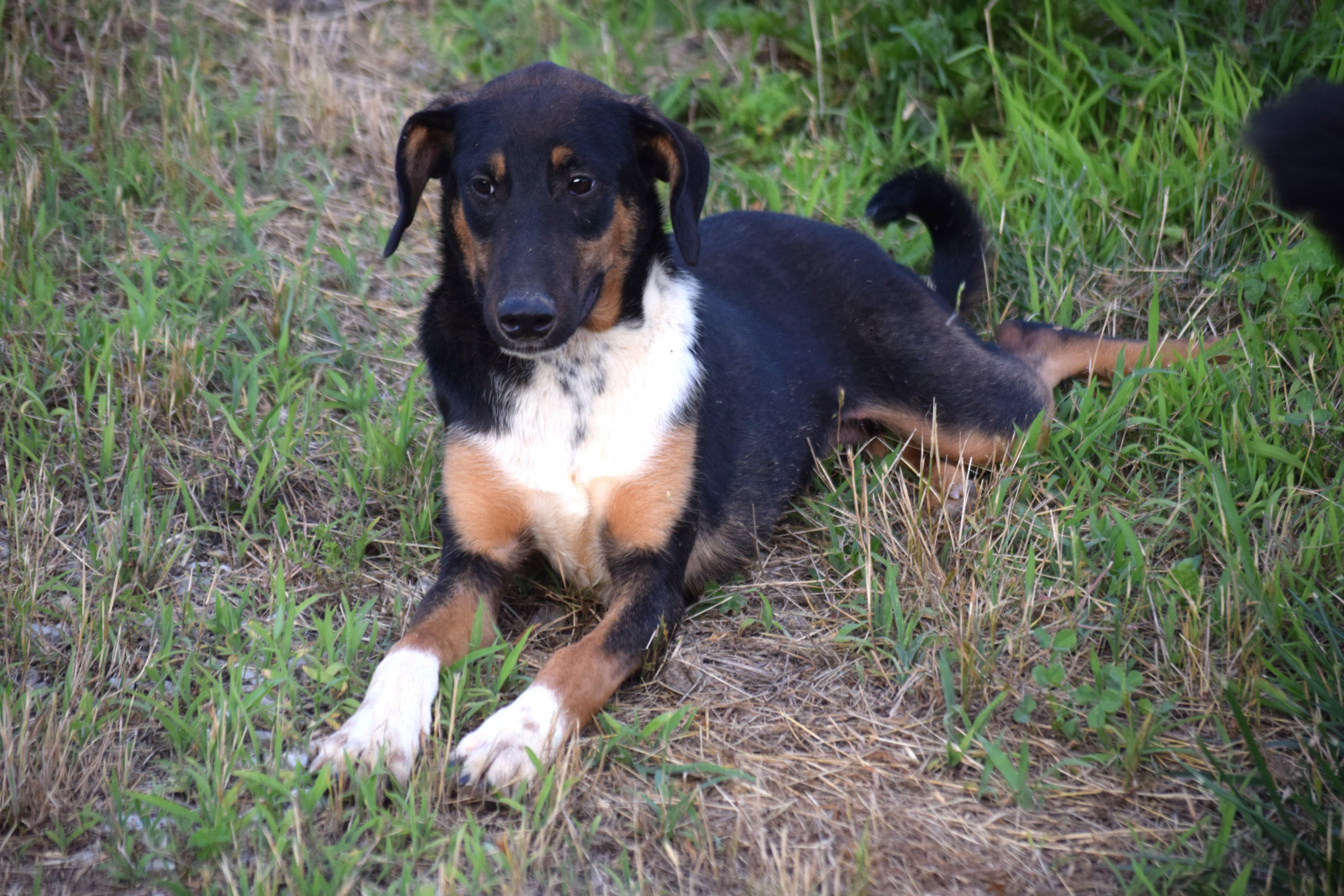 Enlarge Archie-Mr Congeniality, a ADOPTABLE mixed breed in Rockport, IN image 2/5