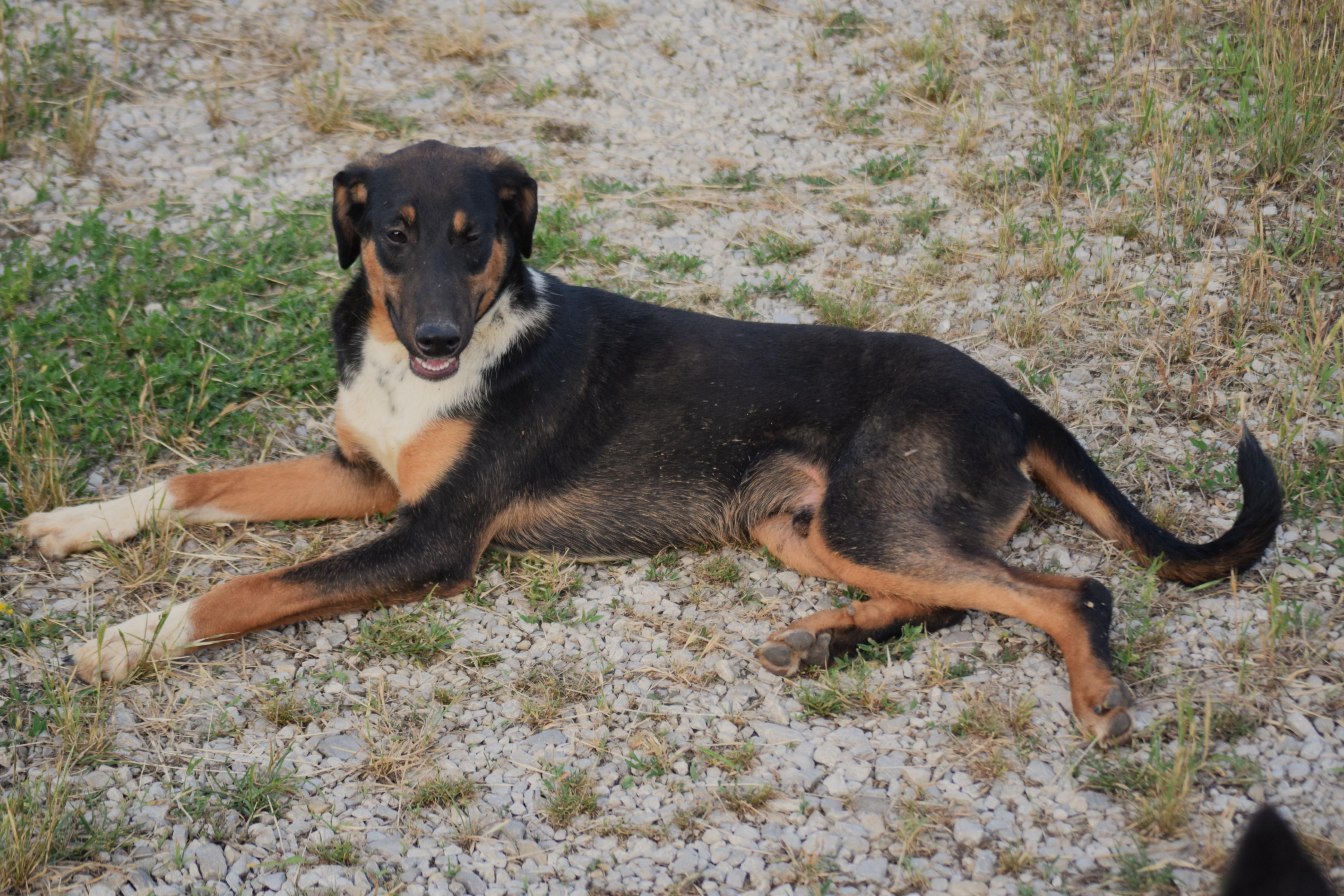 Enlarge Archie-Mr Congeniality, a ADOPTABLE mixed breed in Rockport, IN image 3/5