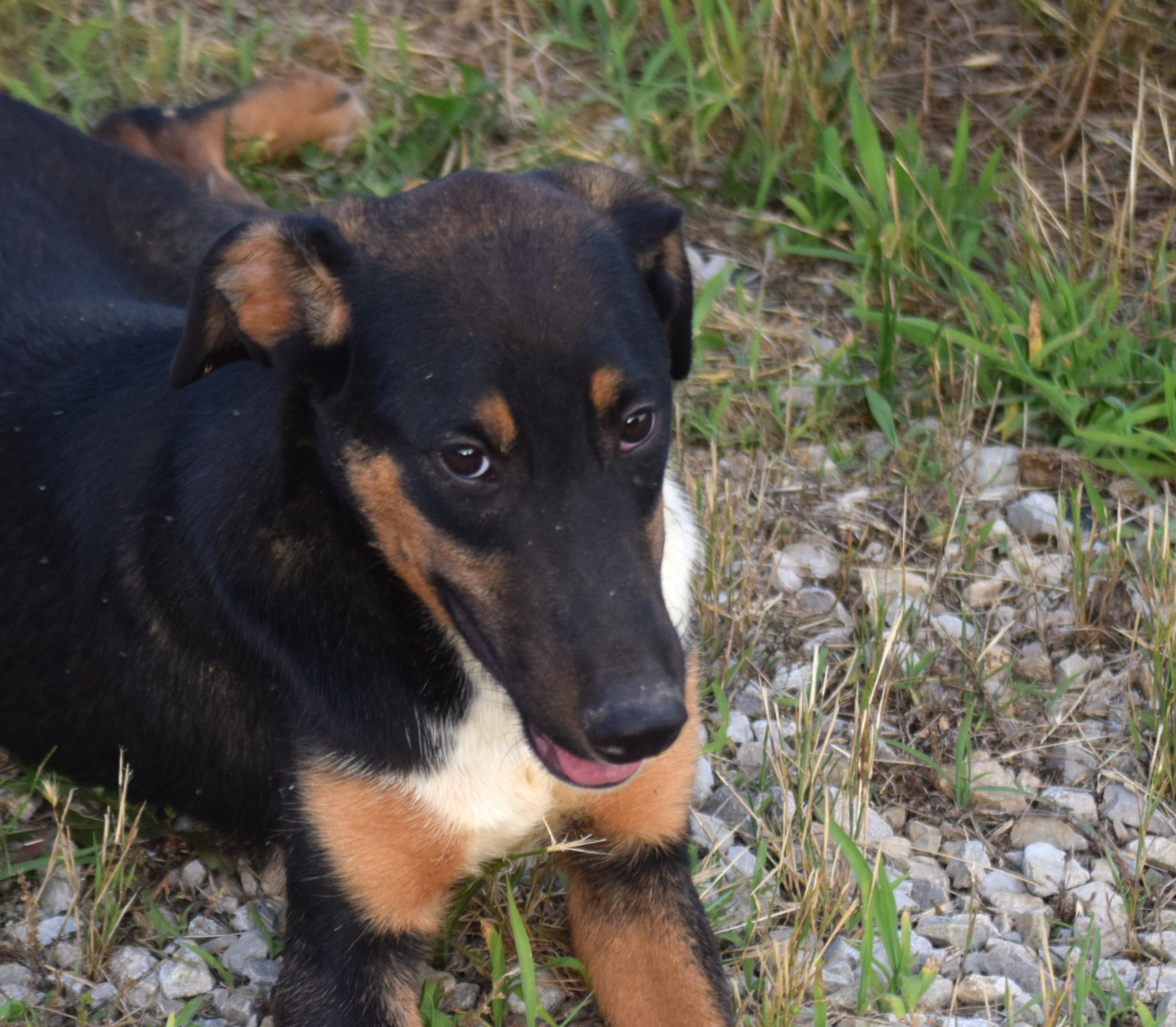 Enlarge Archie-Mr Congeniality, a ADOPTABLE mixed breed in Rockport, IN image 5/5