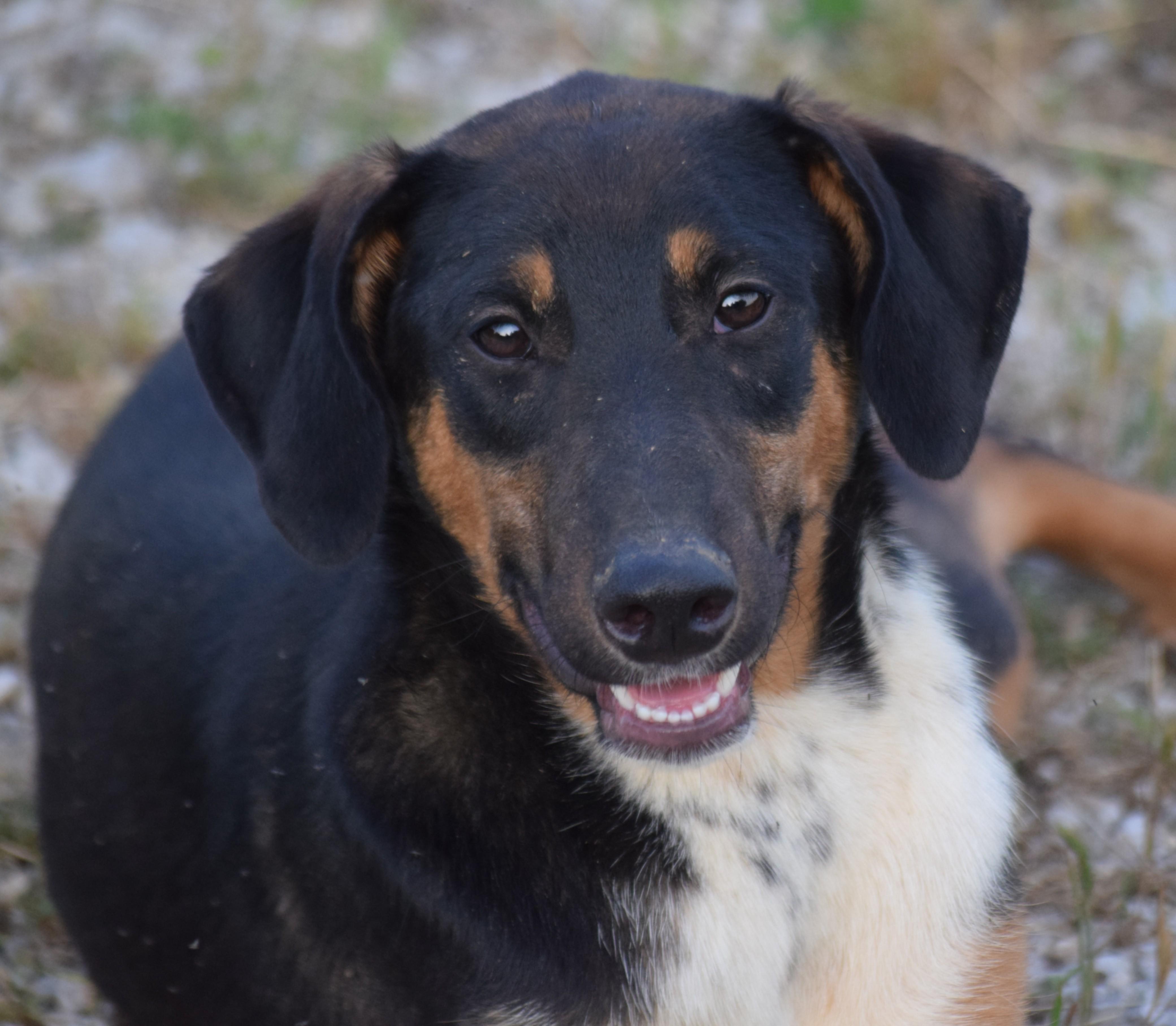 Archie-Mr Congeniality, ADOPTABLE, Young Male Hound.