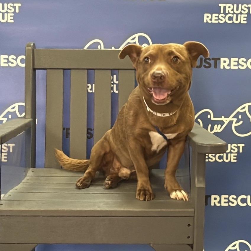 Enlarge MILO, a Adoptable Terrier in Atco, NJ image 2/5