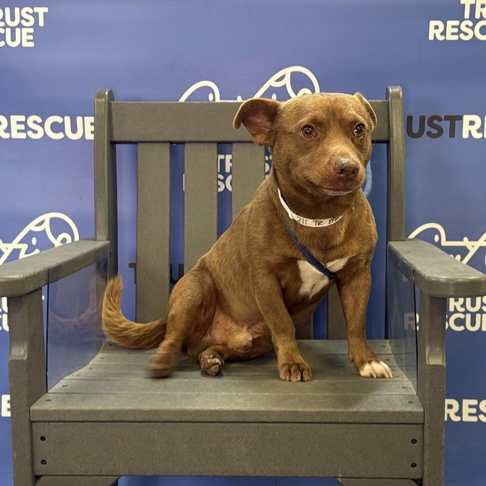 Enlarge MILO, a Adoptable Terrier in Atco, NJ image 3/5