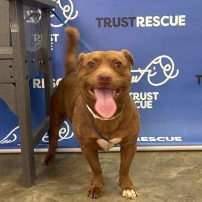 Enlarge MILO, a Adoptable Terrier in Atco, NJ image 4/5