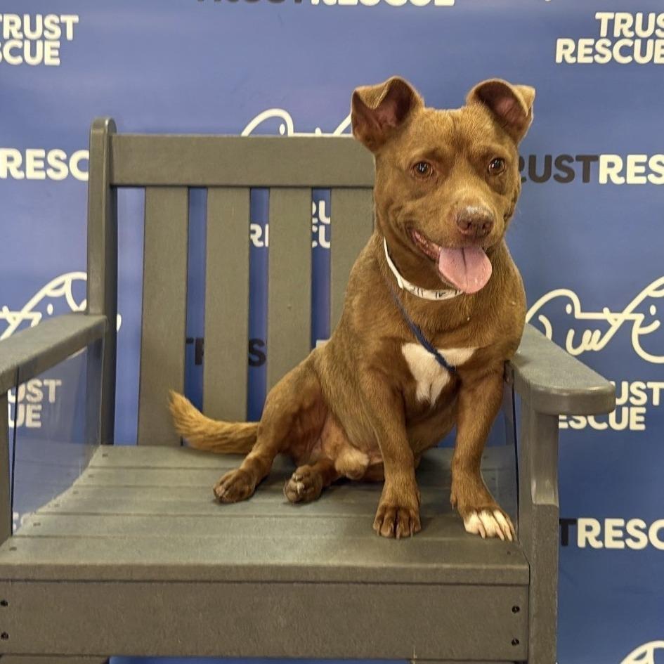 Enlarge MILO, a Adoptable Terrier in Atco, NJ image 1/5