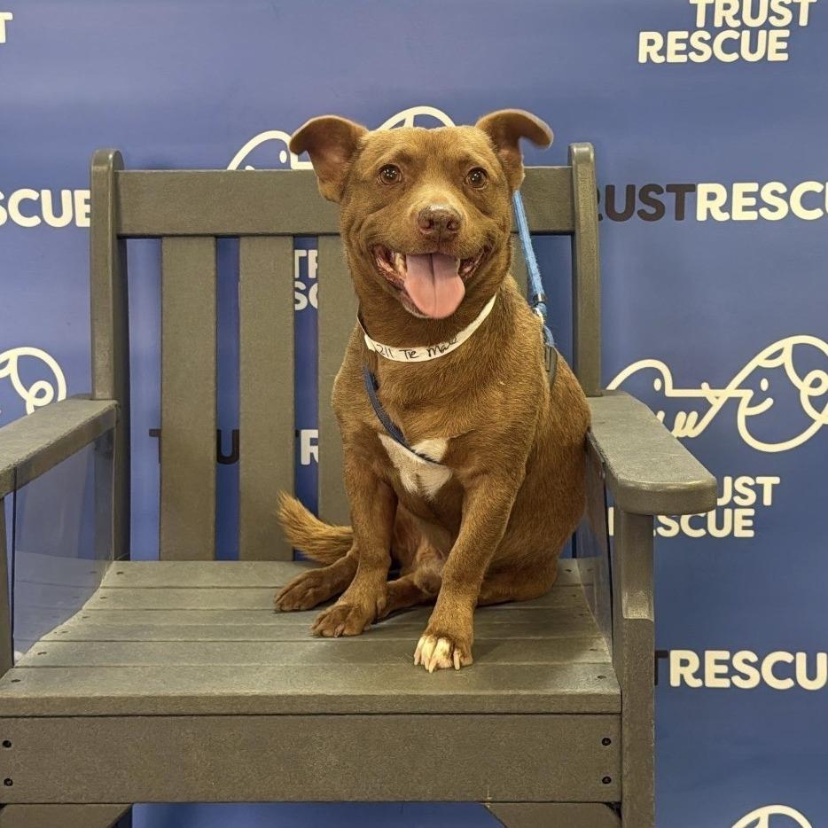 Enlarge MILO, a Adoptable Terrier in Atco, NJ image 5/5