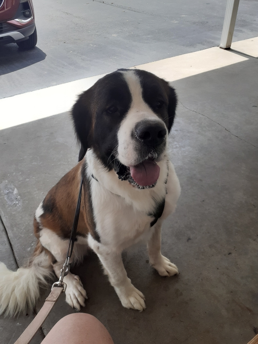 Enlarge Halsey, a Adopted Saint Bernard in Evansville, IN image 1/1