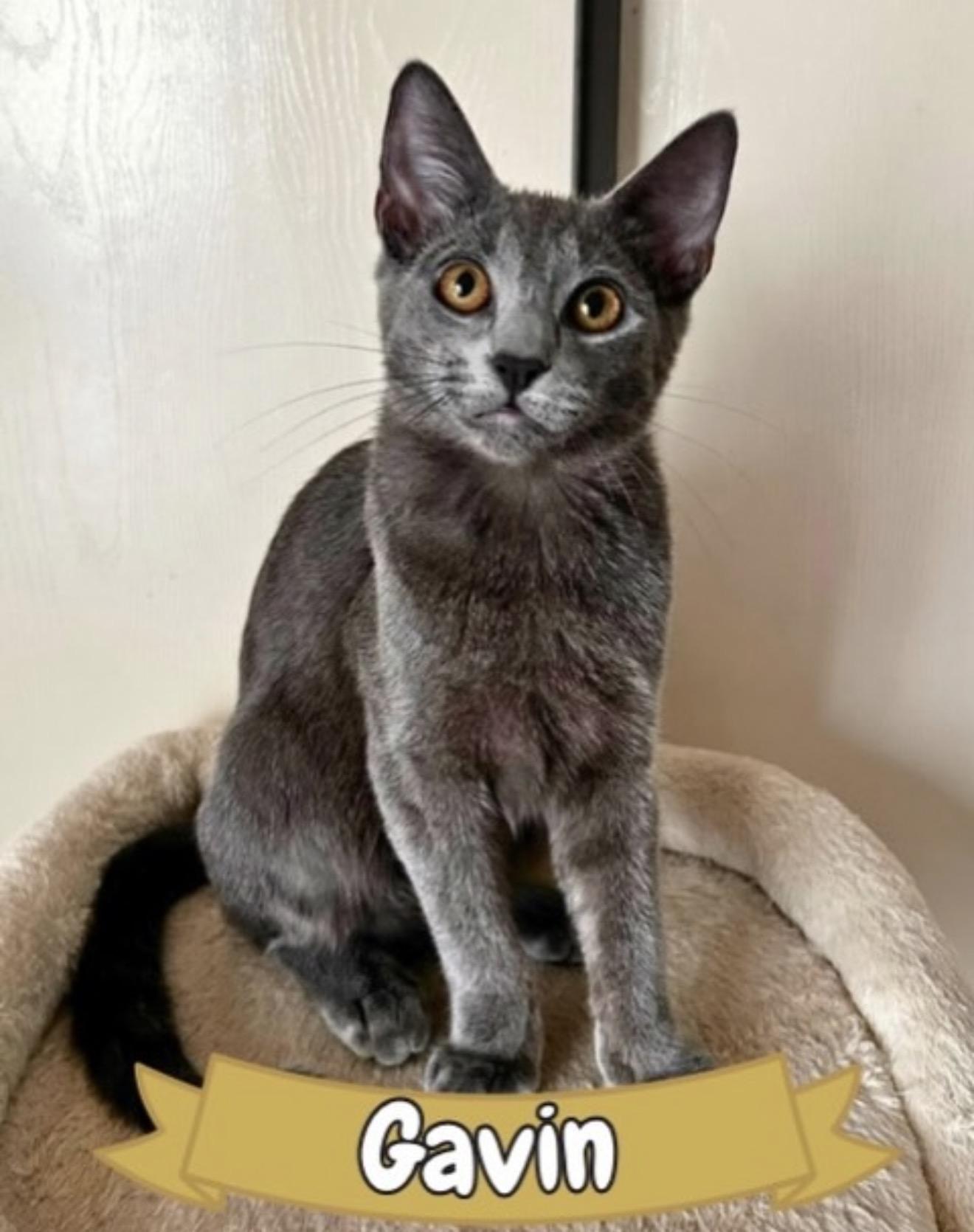 Enlarge Gavin, an adopted Domestic Short Hair in Oakley, CA image 1/2