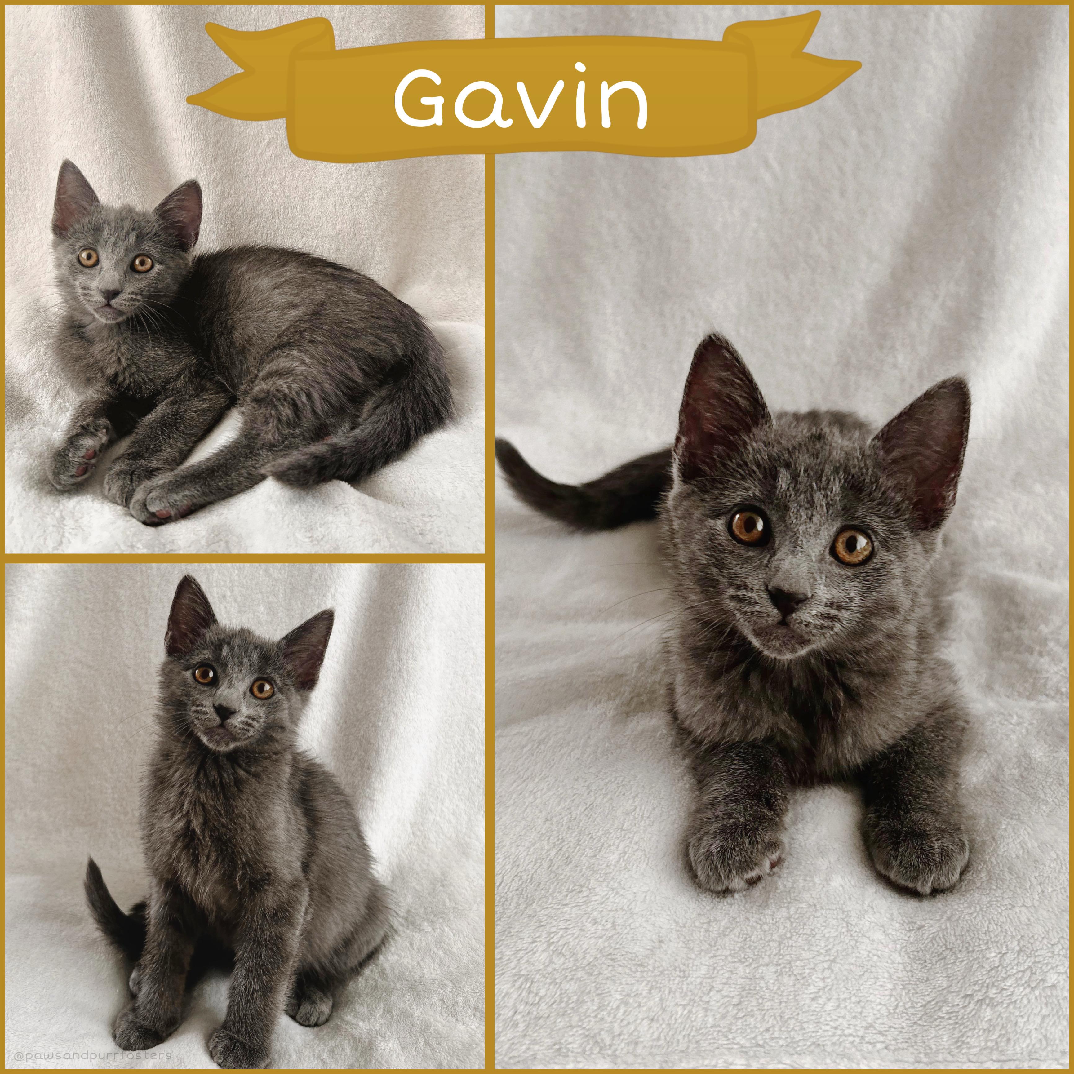Enlarge Gavin, a ADOPTABLE Domestic Short Hair in Oakley, CA image 1/1