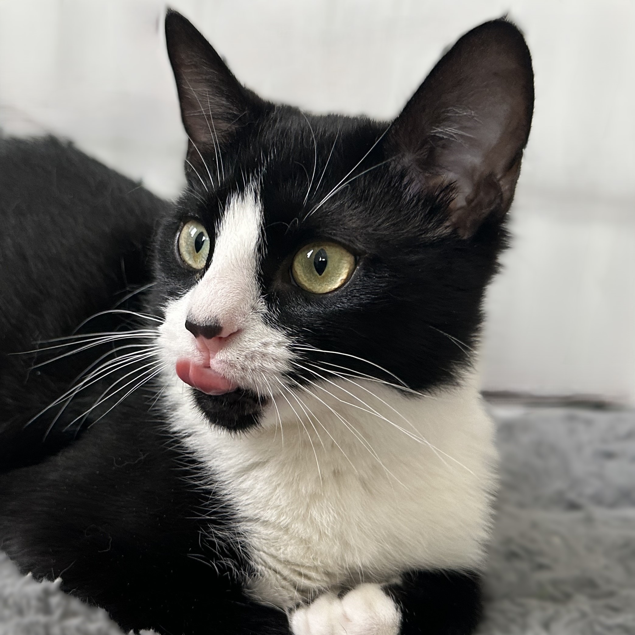 Belinda, Adoptable, Young Female Tuxedo.