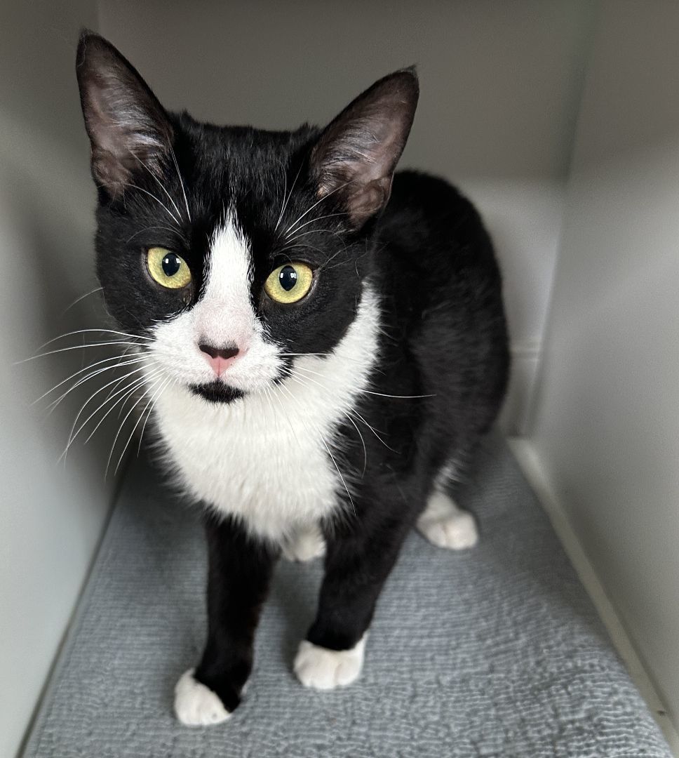 Belinda, a Adoptable Tuxedo in Philadelphia, PA image 6/6