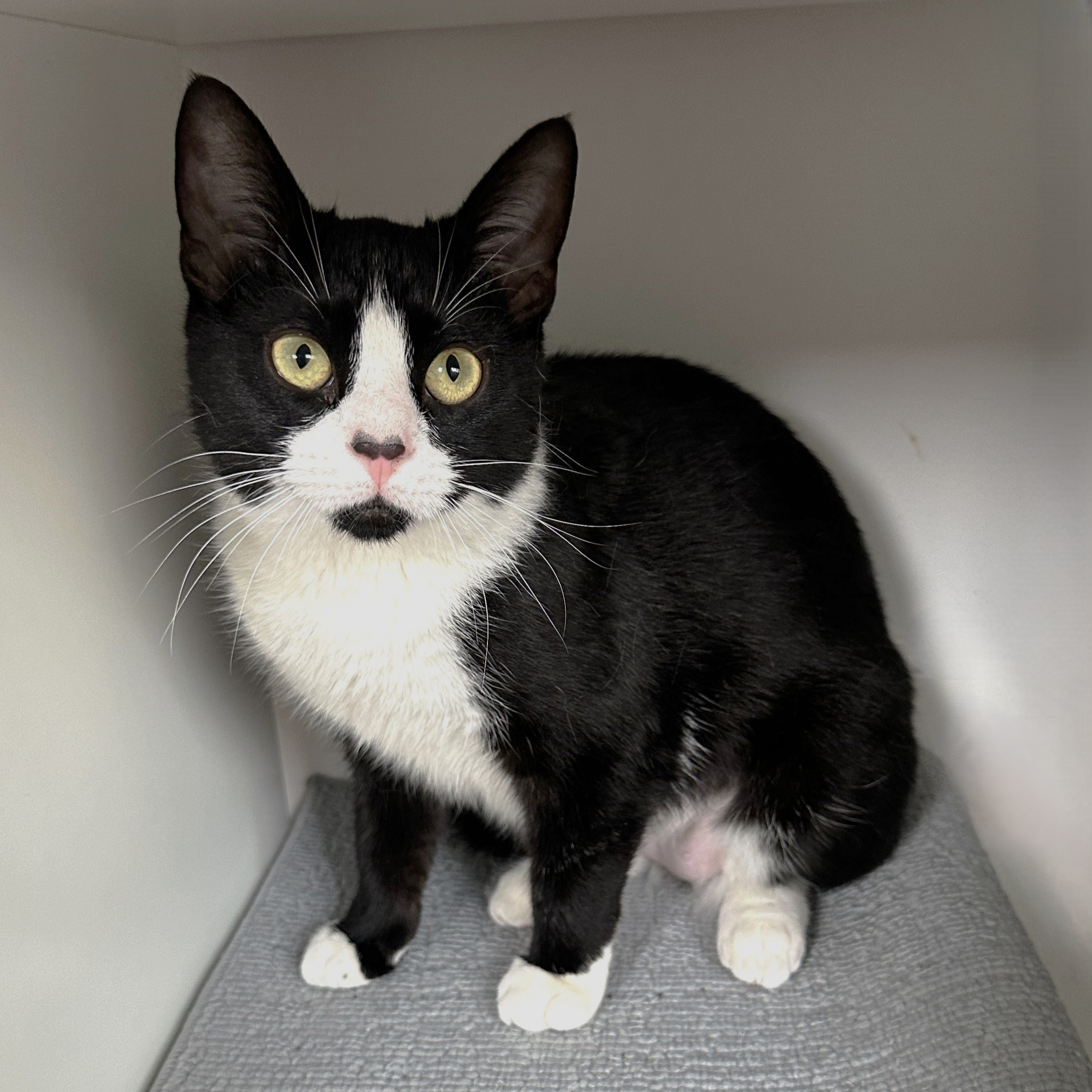 Belinda, a Adoptable Tuxedo in Philadelphia, PA image 4/6